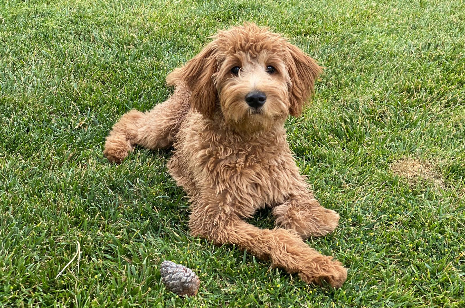 dog relaxing on grass