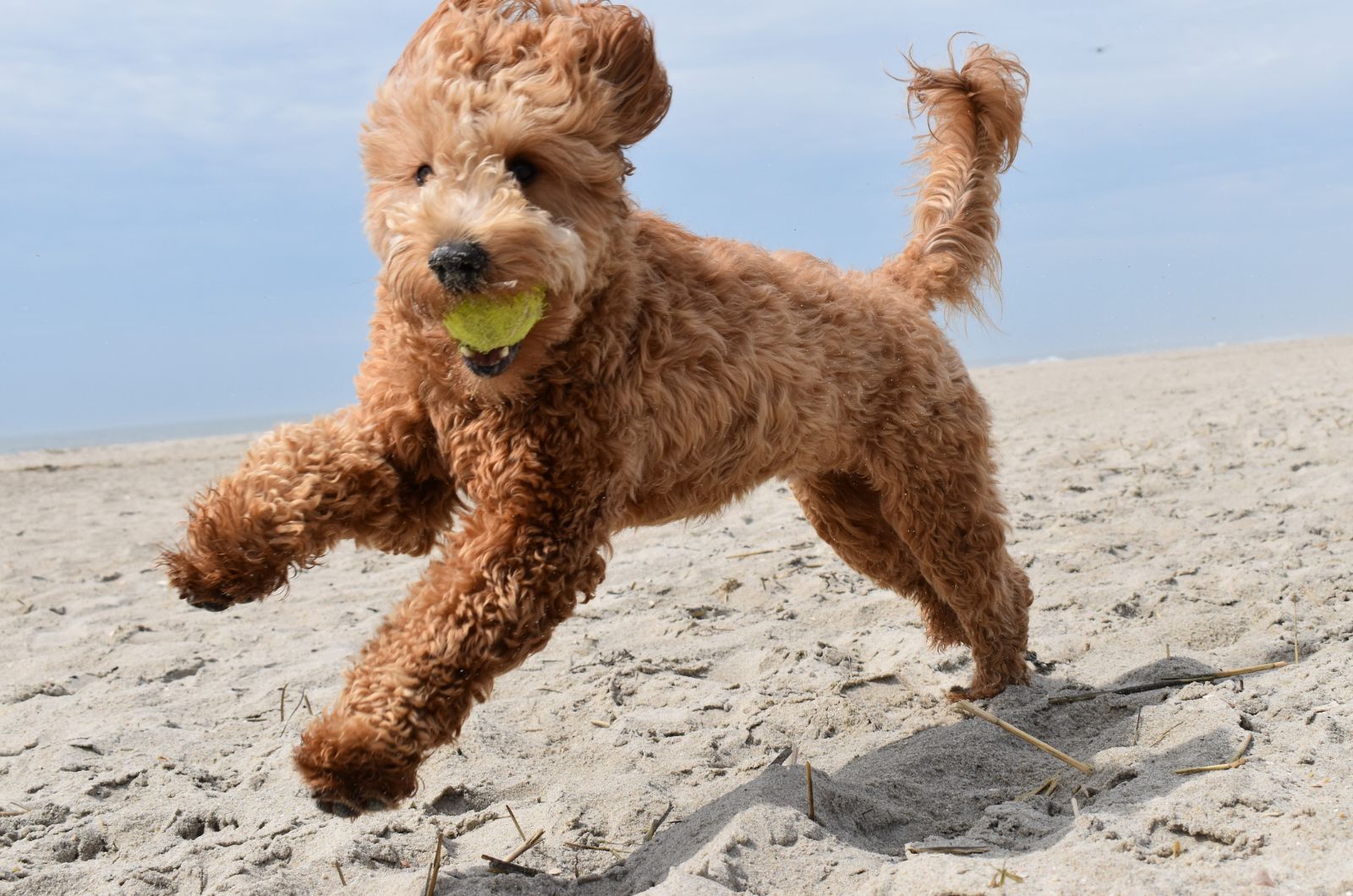 dog running at a beach