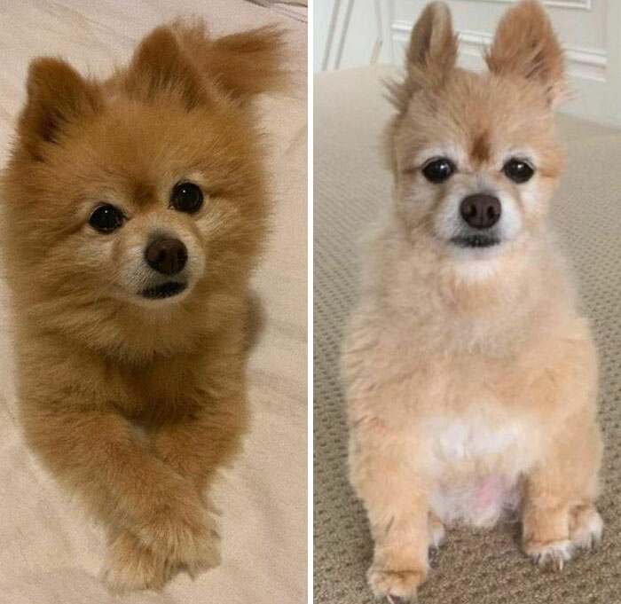 dog shaved like bunny