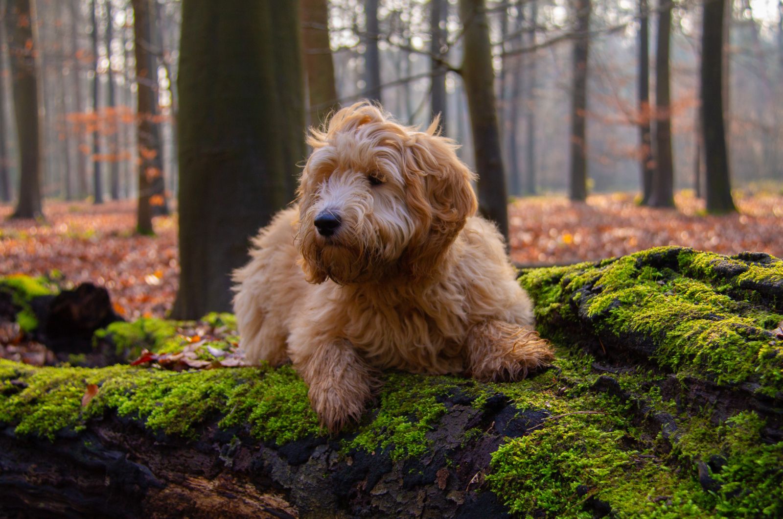 dog siting in a forest