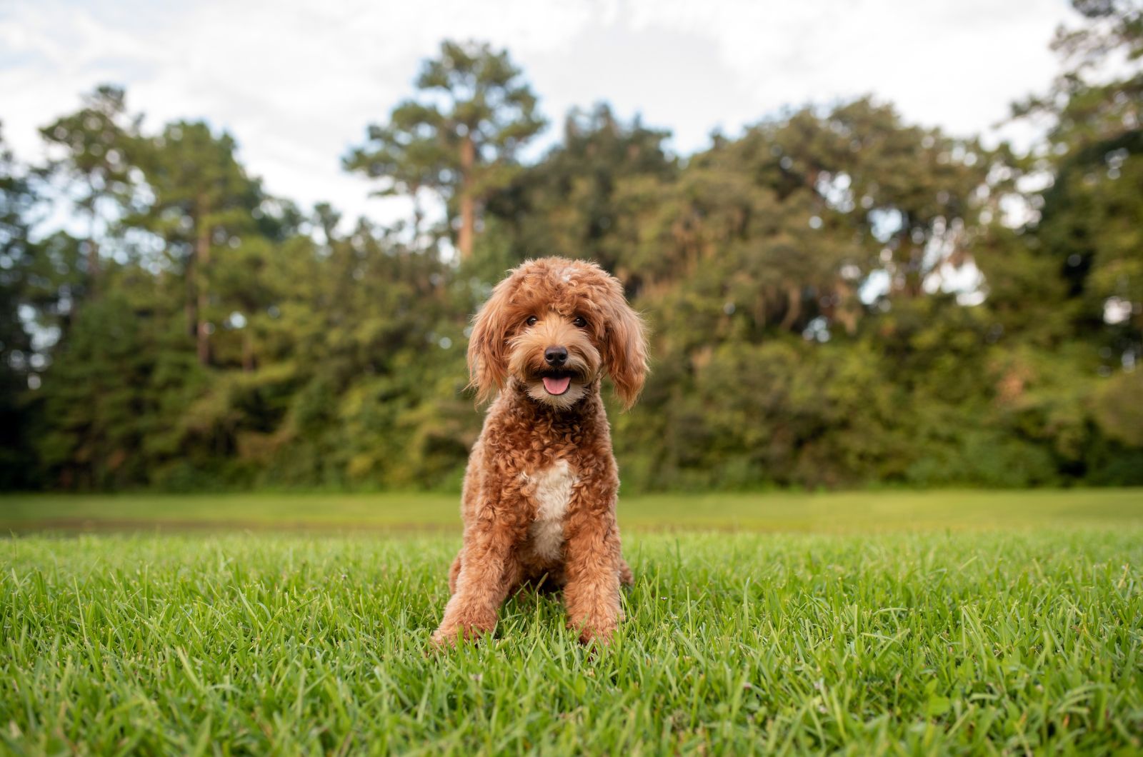 dog sitting in grass