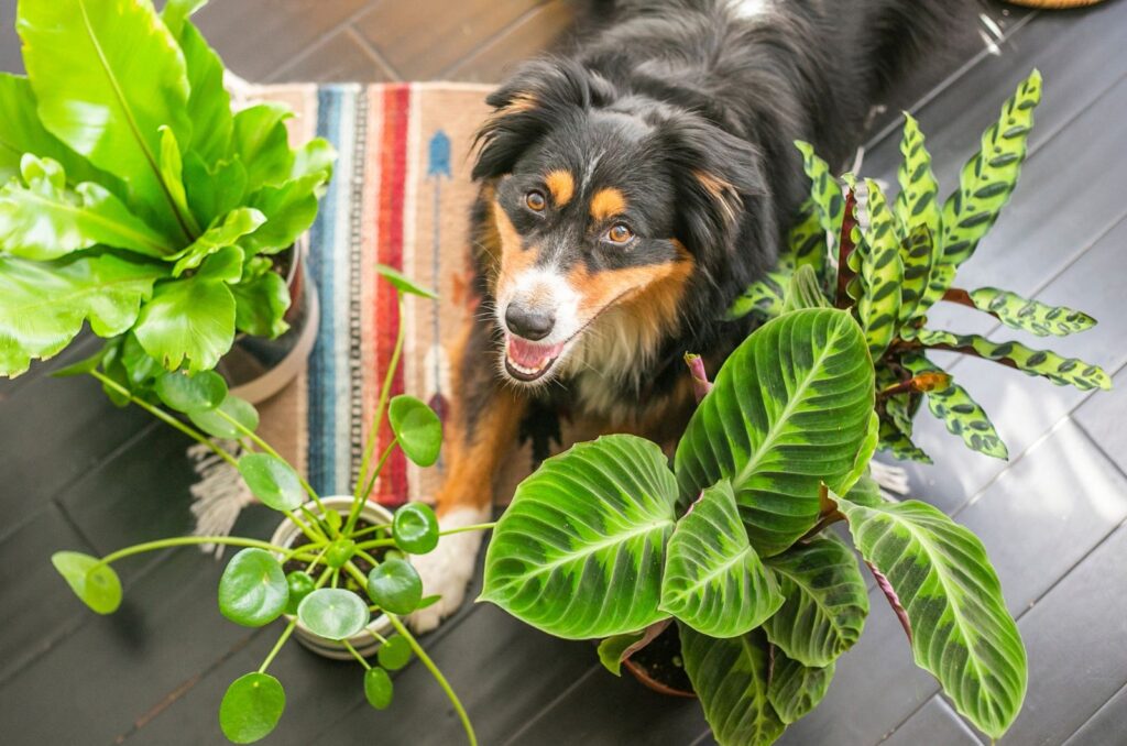 dog sitting next to Calathea Warscewiczii