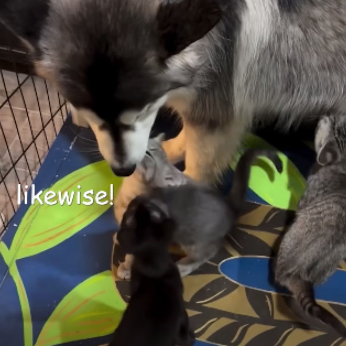 dog sniffing kittens