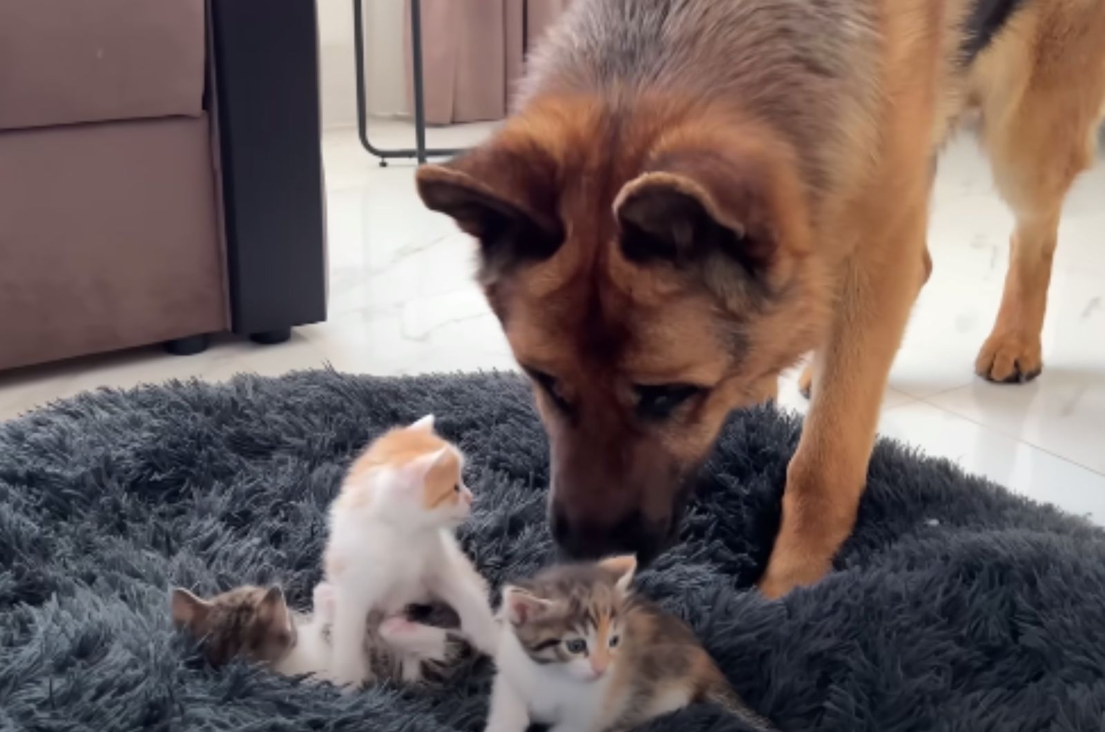 dog sniffing the kittens