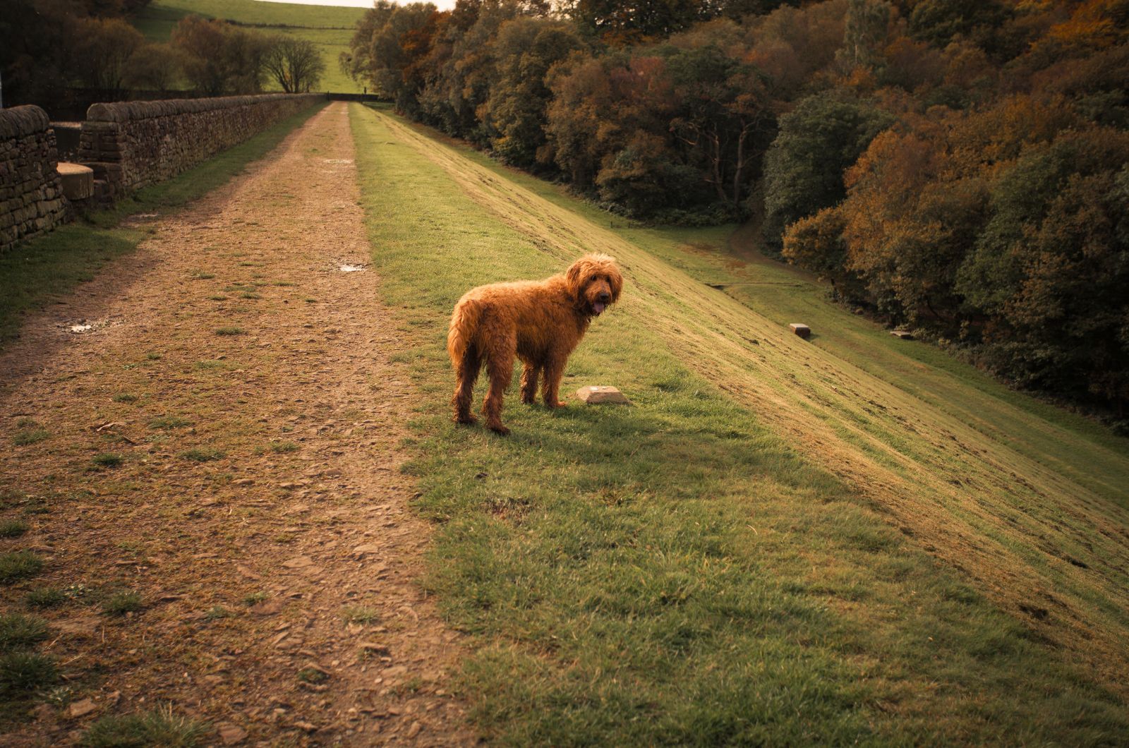 dog standing in field