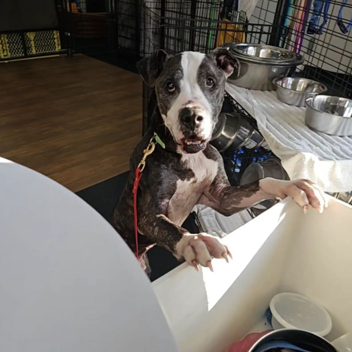 dog standing on two legs in kitchen