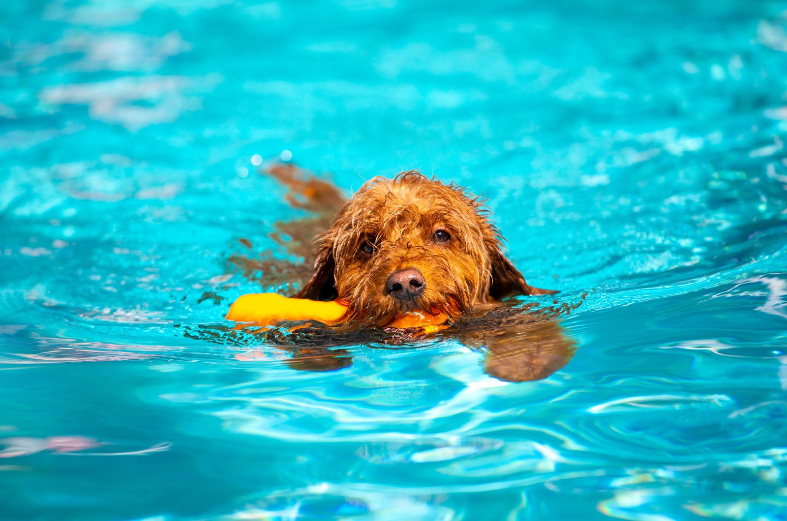 dog swimming in pool