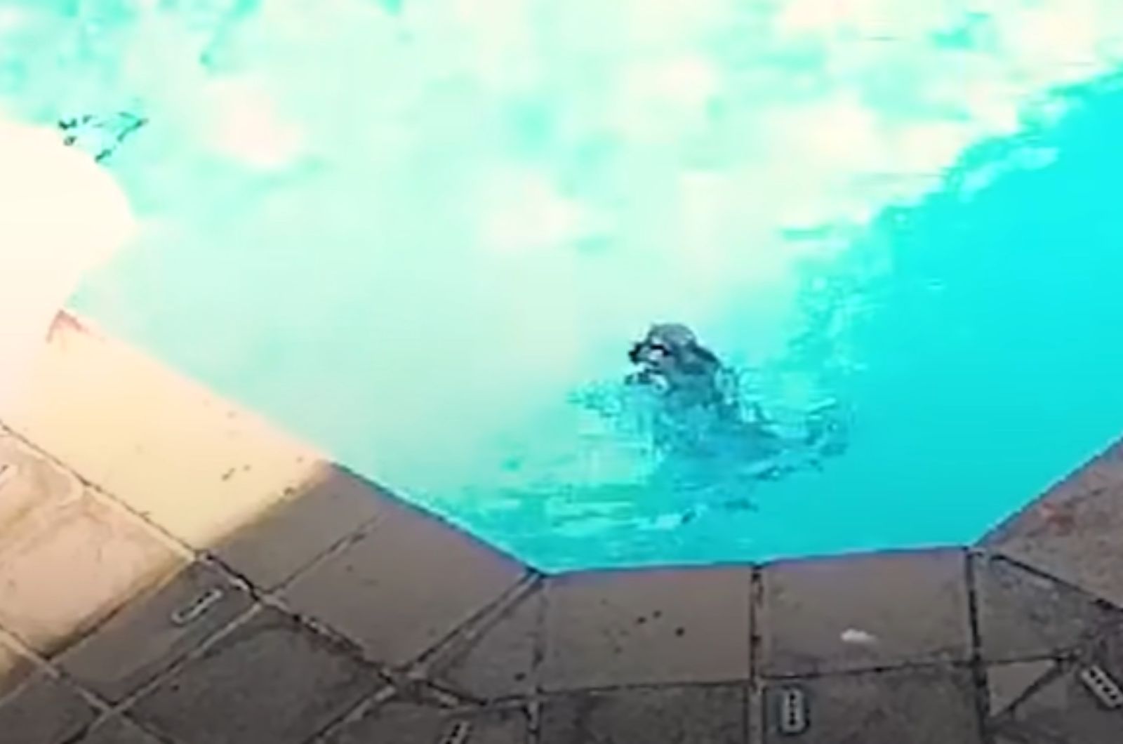 dog swimming