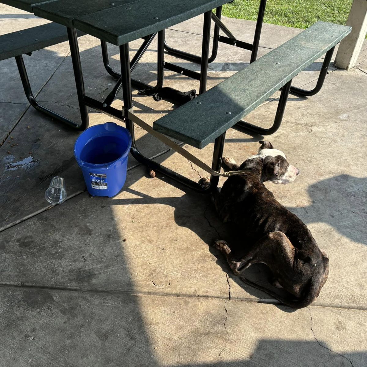 dog tied to an outdoor table