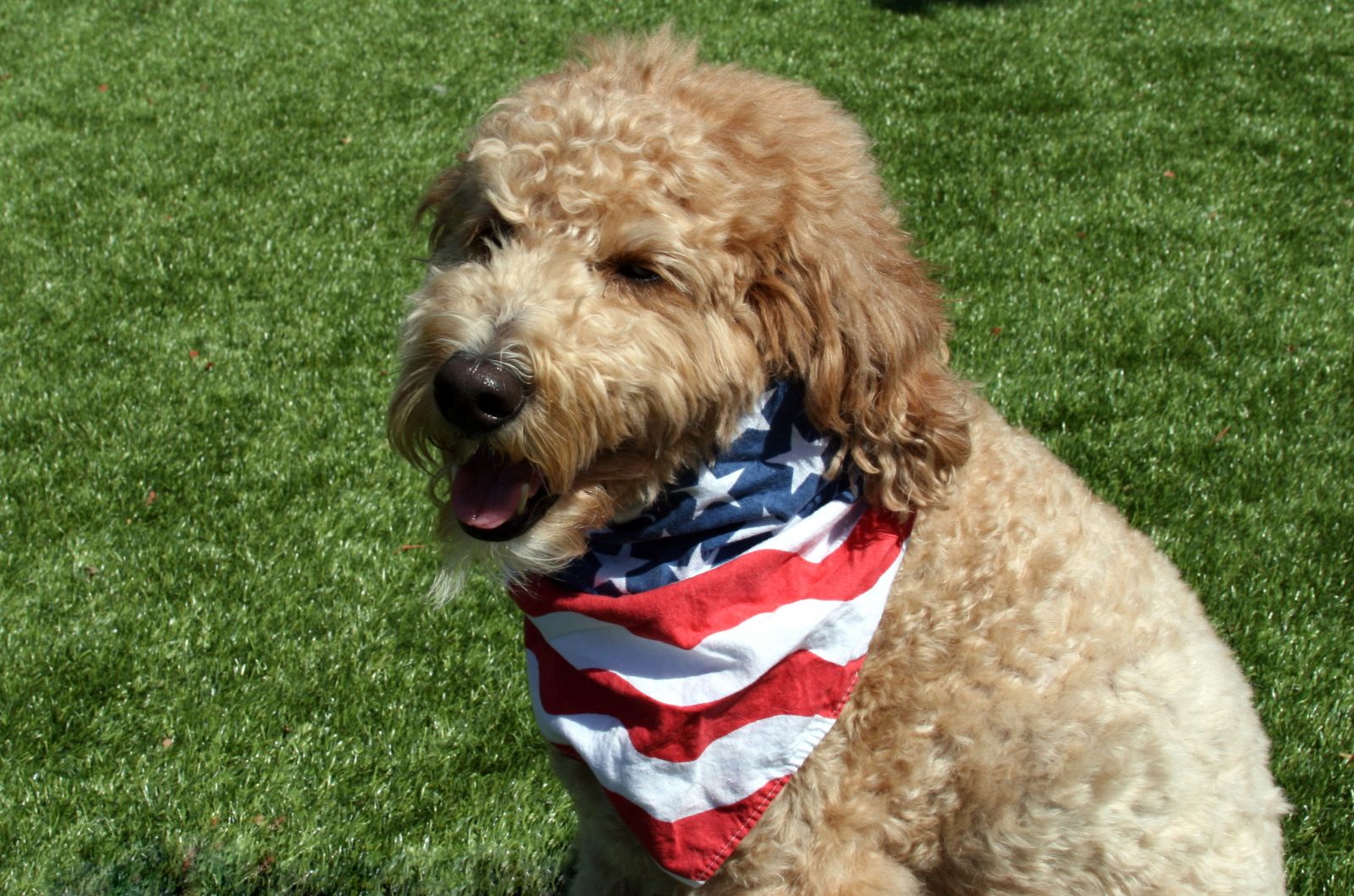 dog with a flag