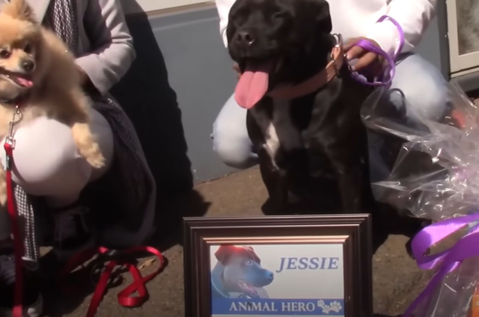 dog with award