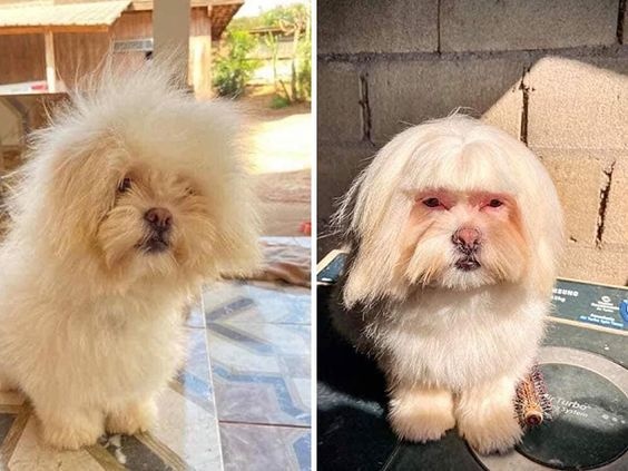 dog with bangs haircut