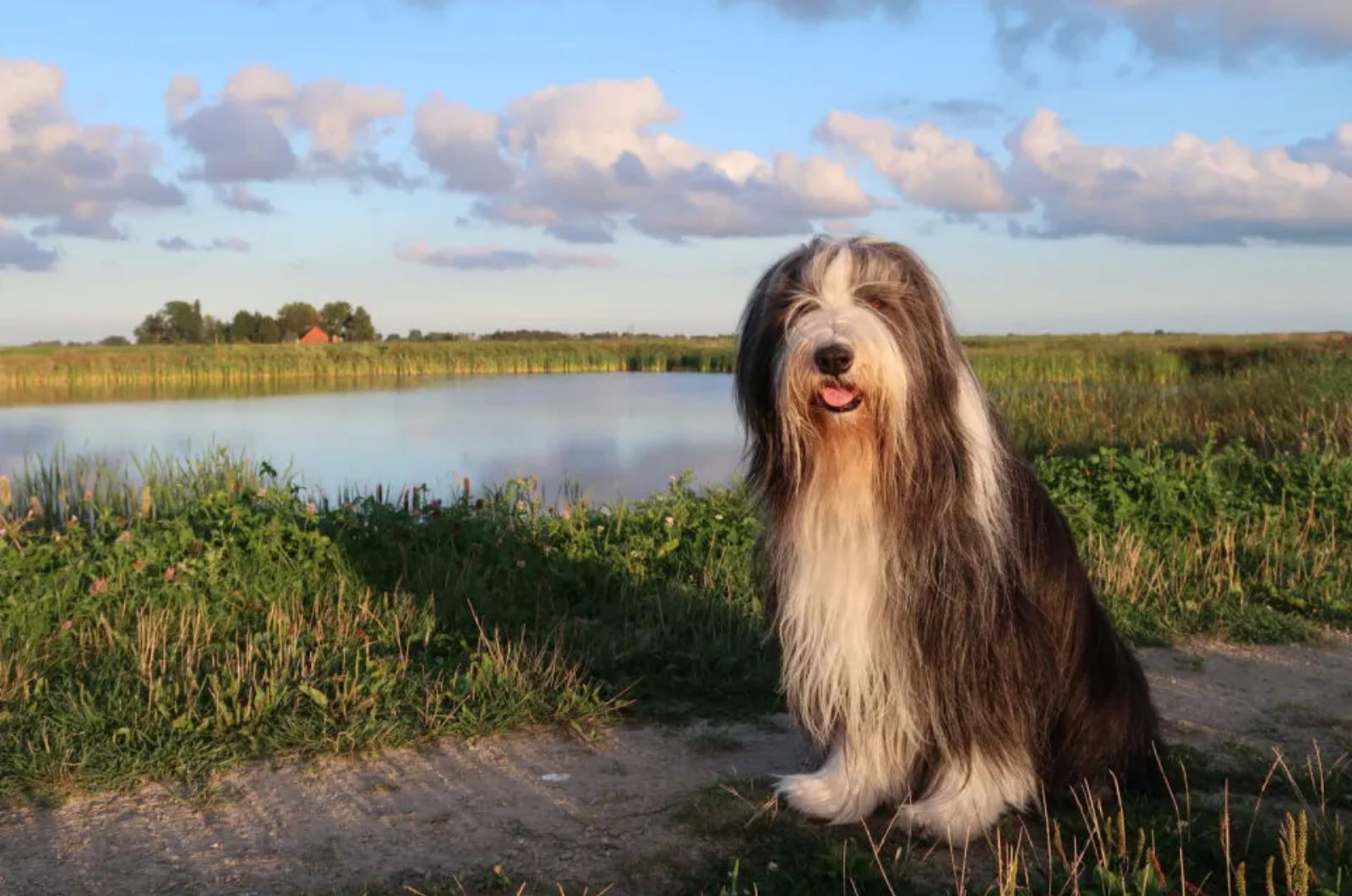 dog with beard