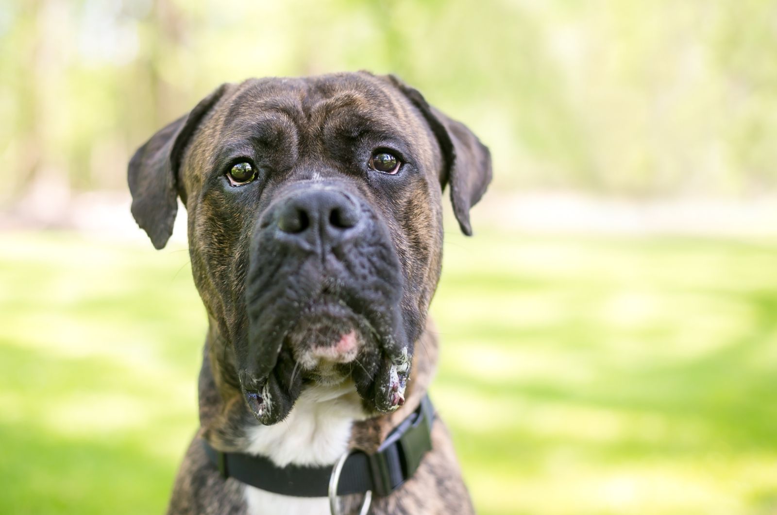 dog with black collar