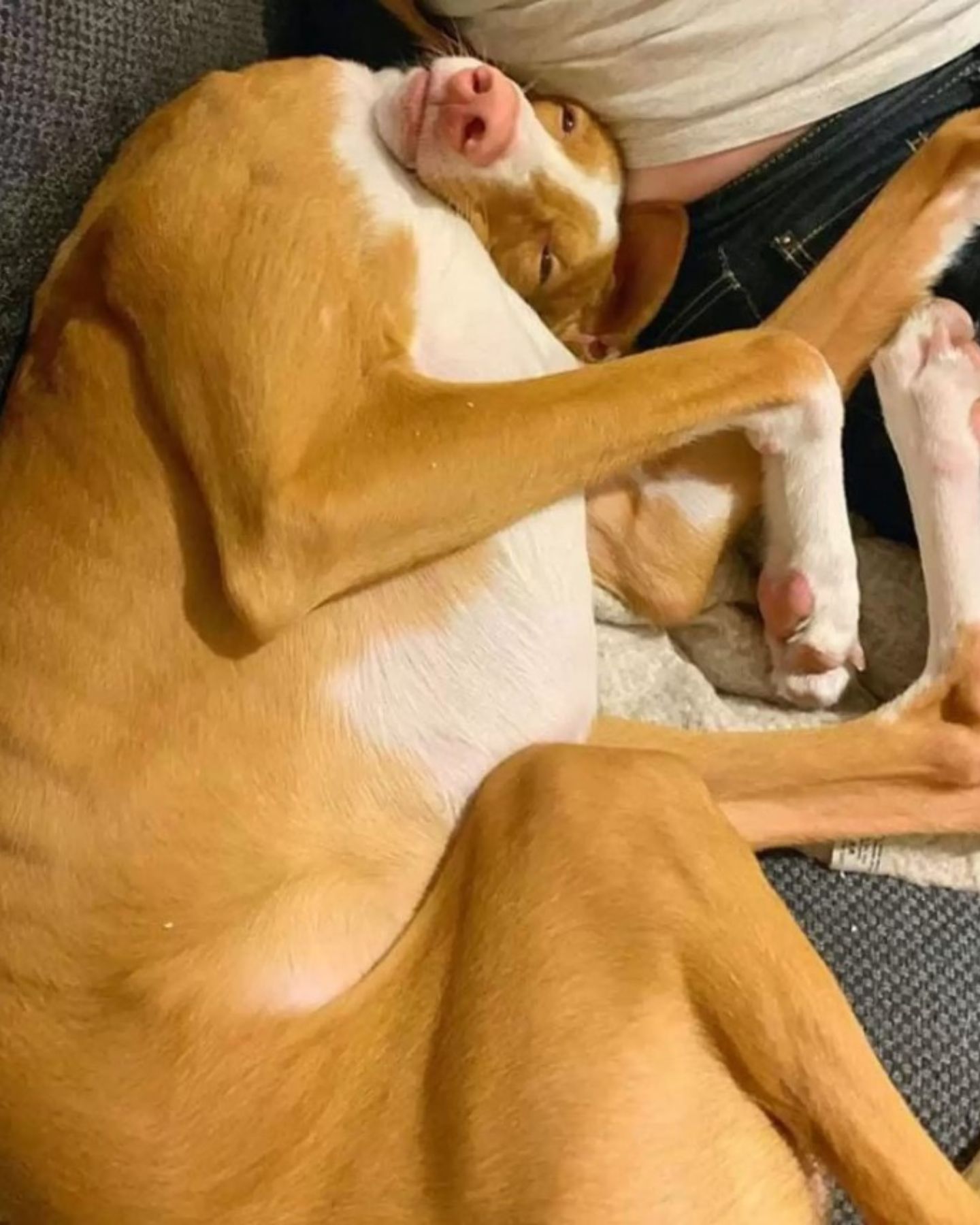 dog with creepy sleeping pose