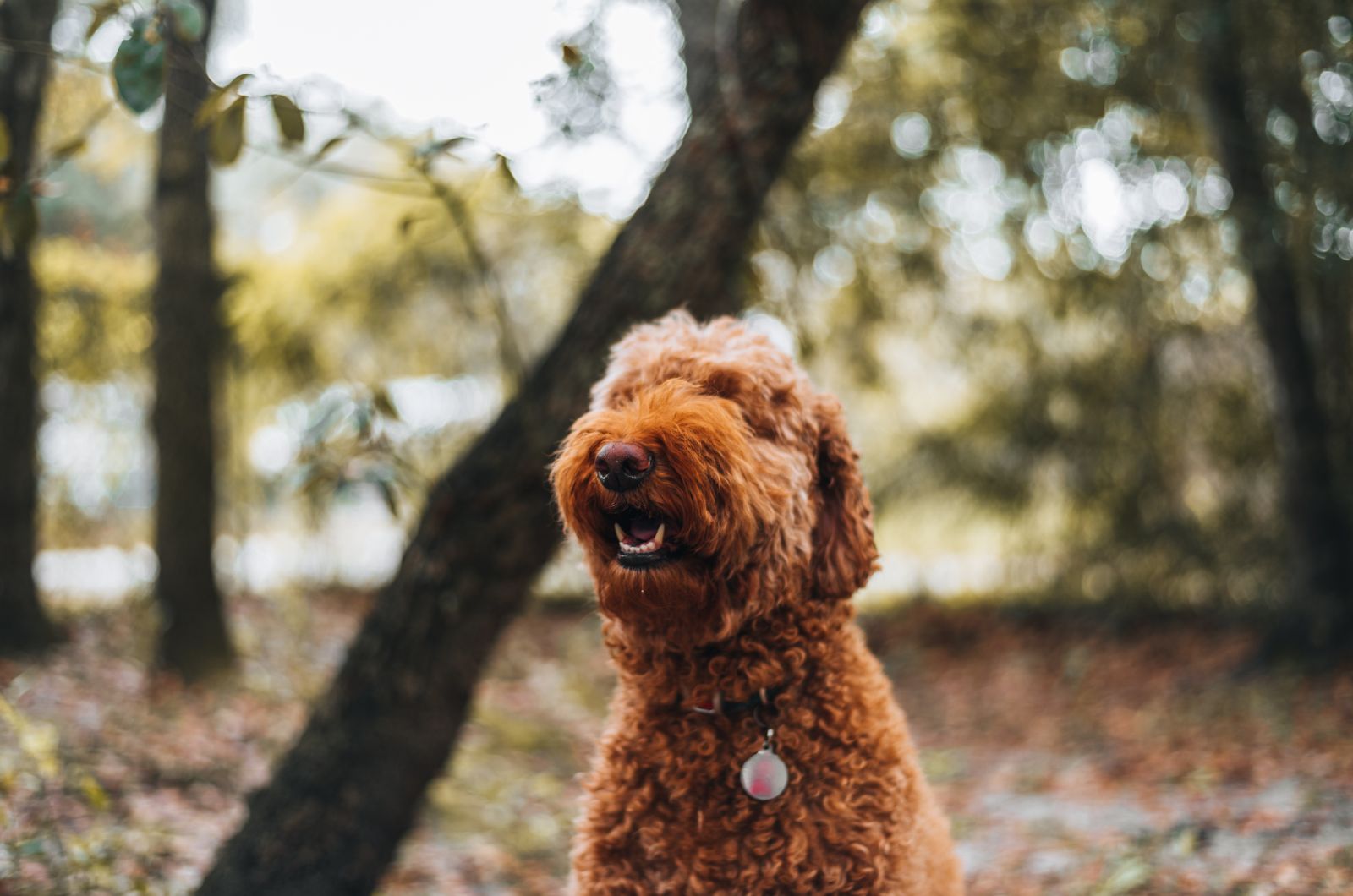 dog with cute collar