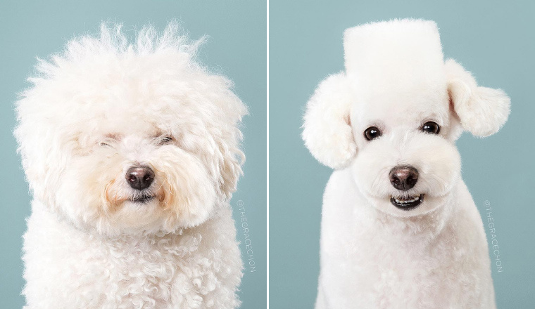 dog with funny haircut posing