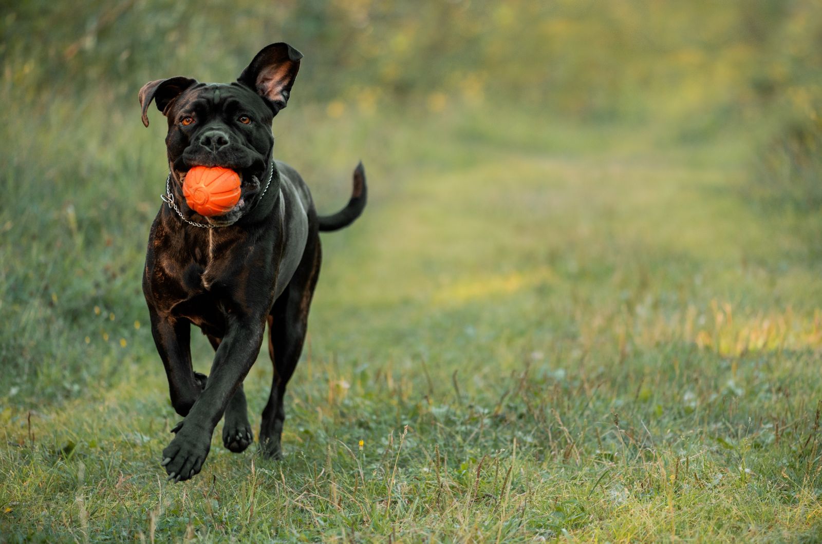 dog with orange ball