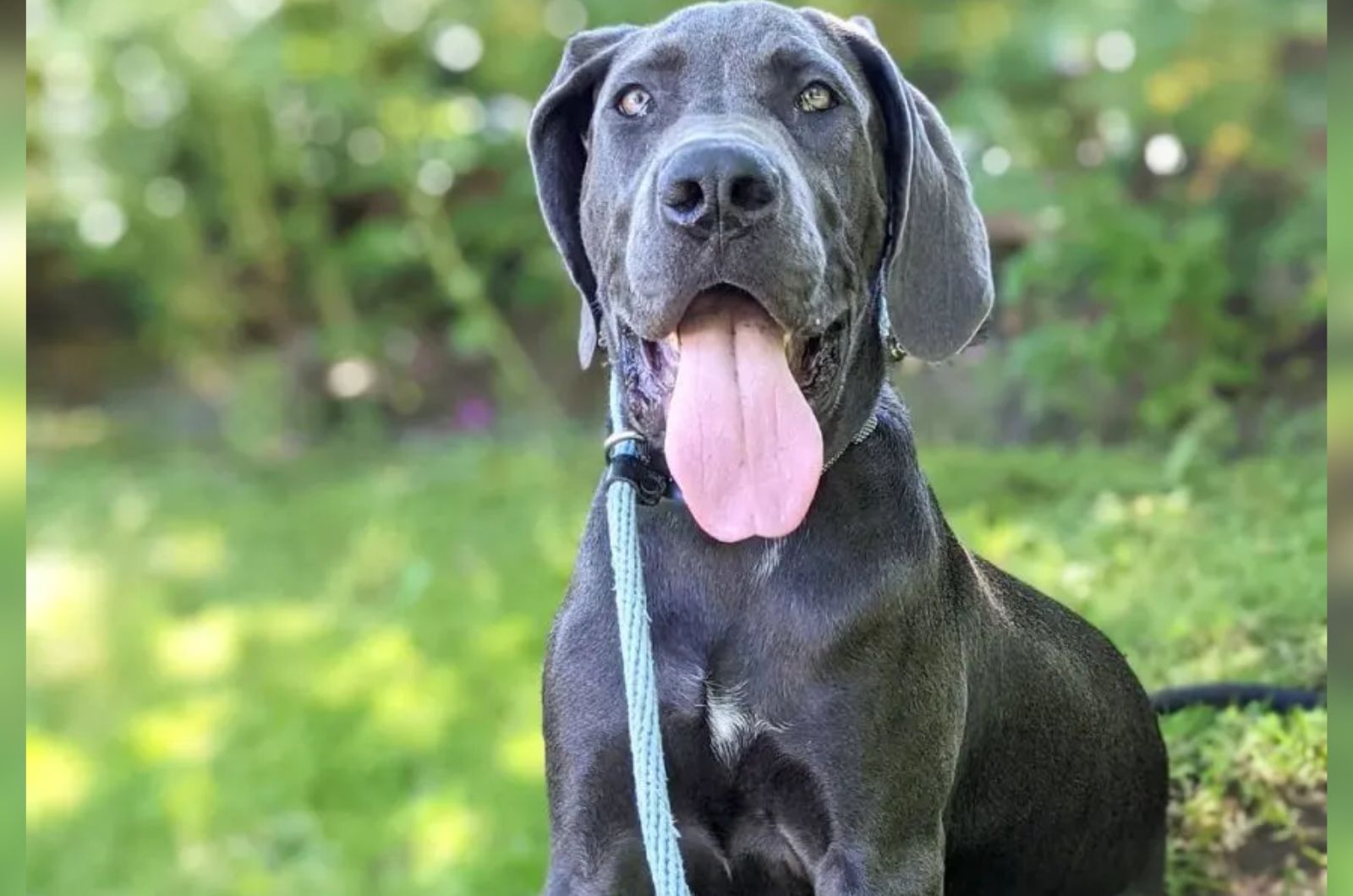 dog with tongue out