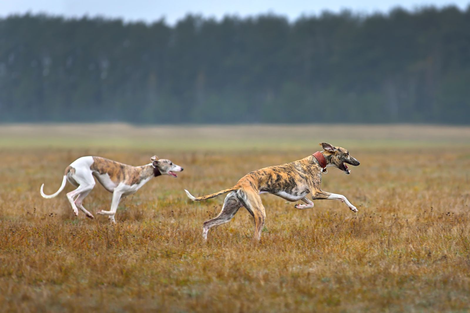 dogs running