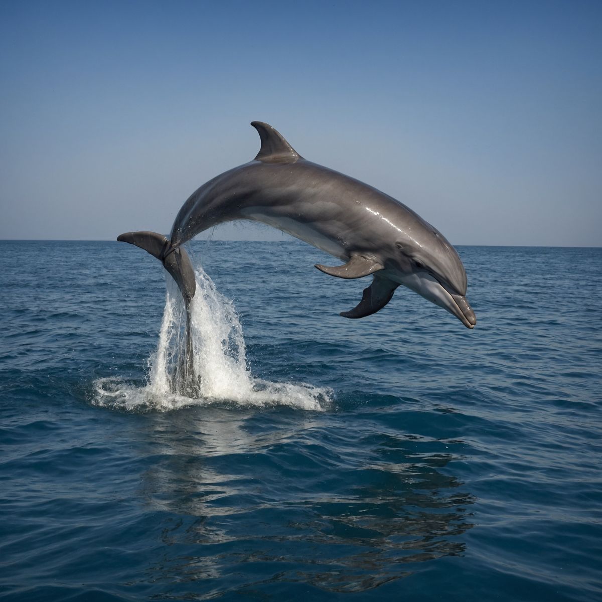 dolphin jumping out of ocean