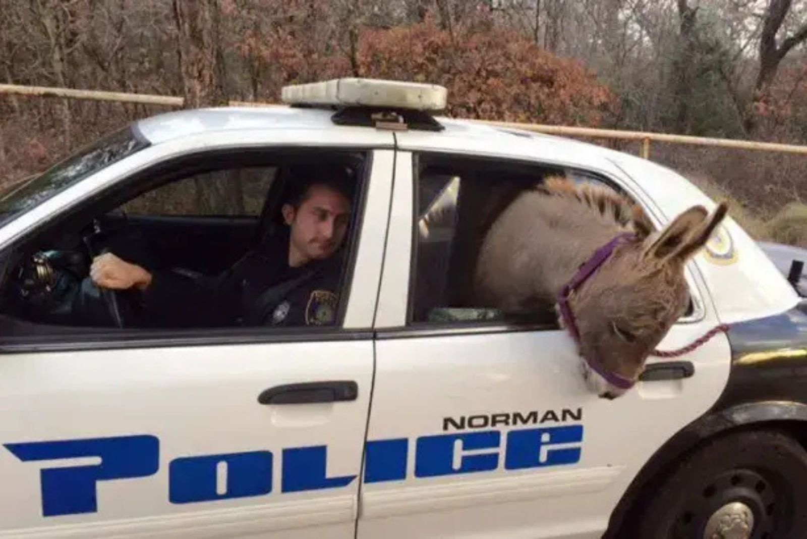 donkey in police car