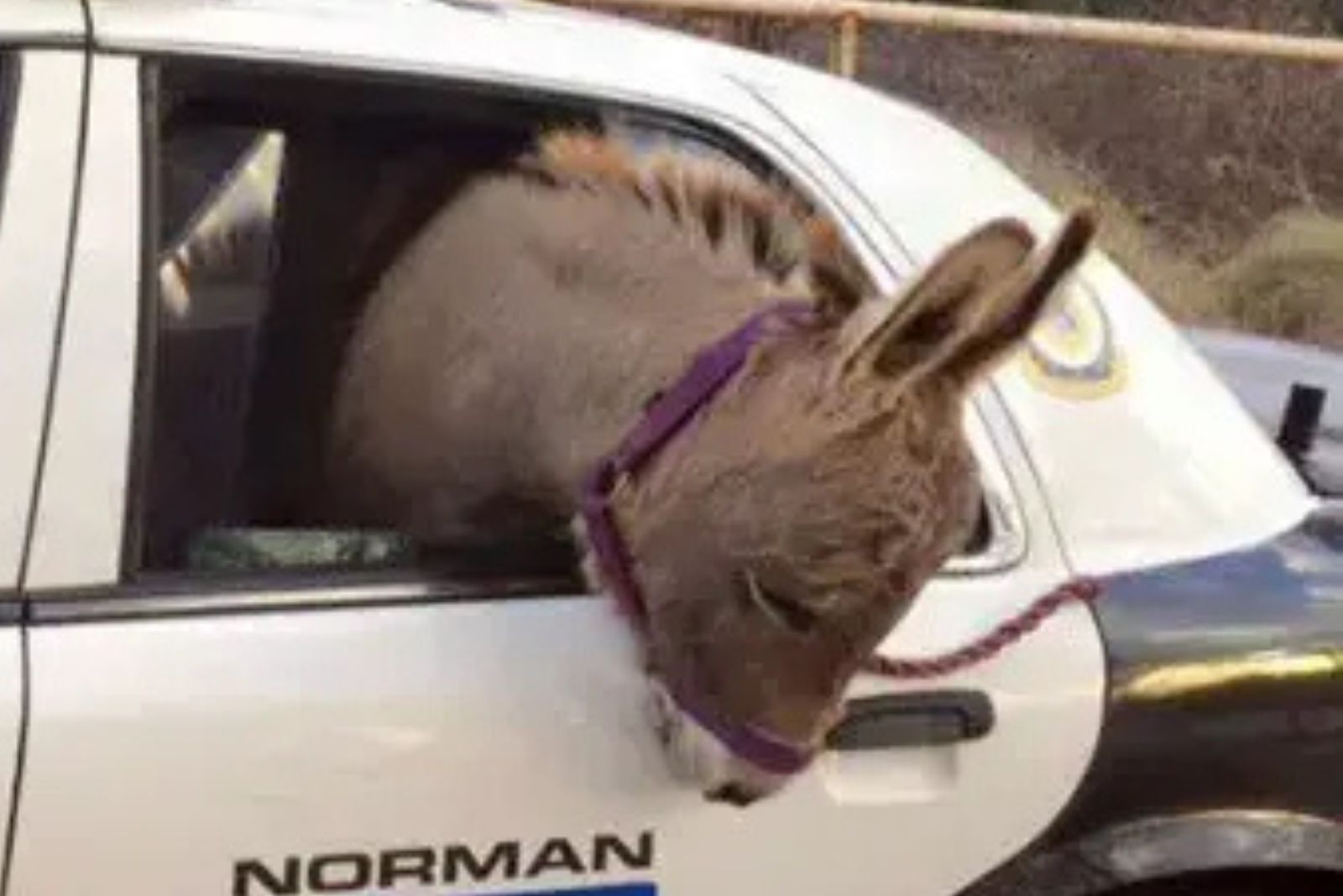 donkey sticking its head out the window