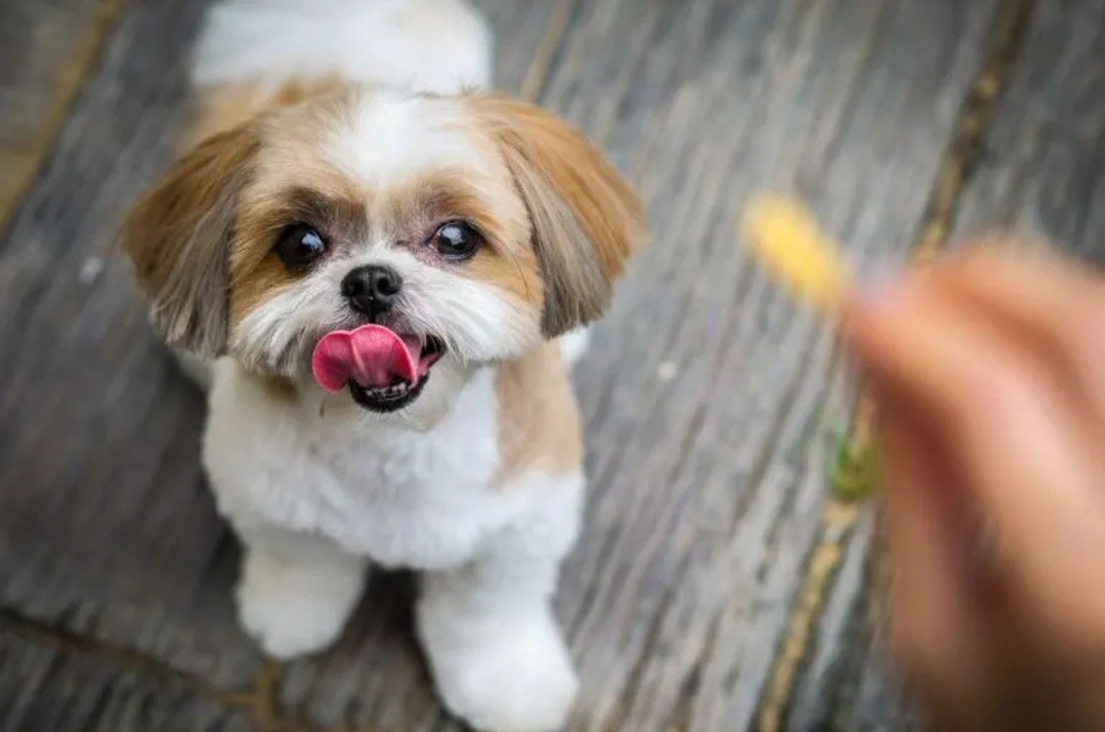 dog looking at a treat