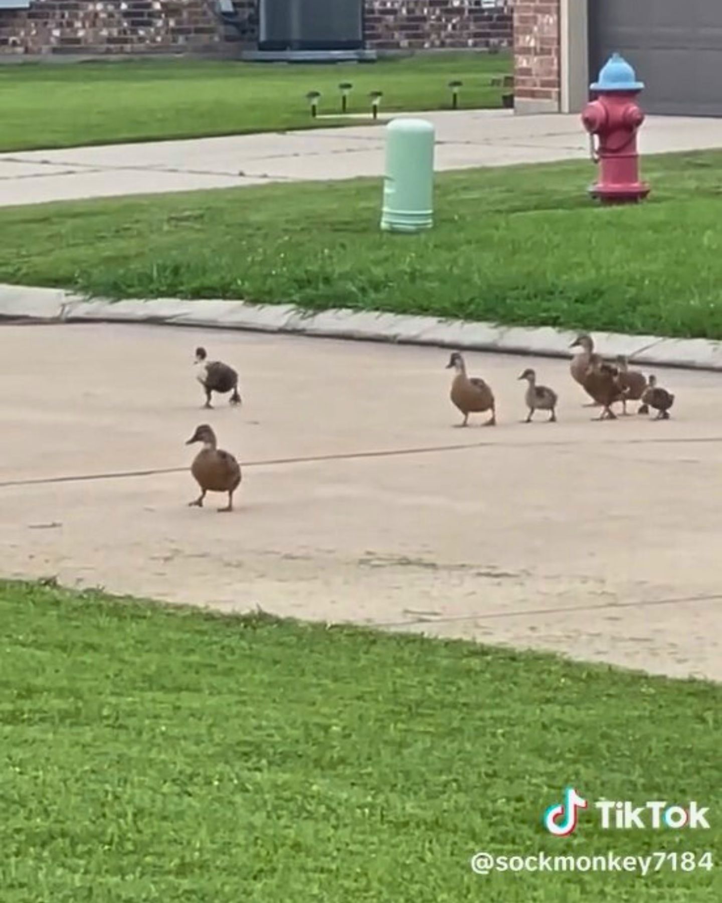 ducks crossing the road