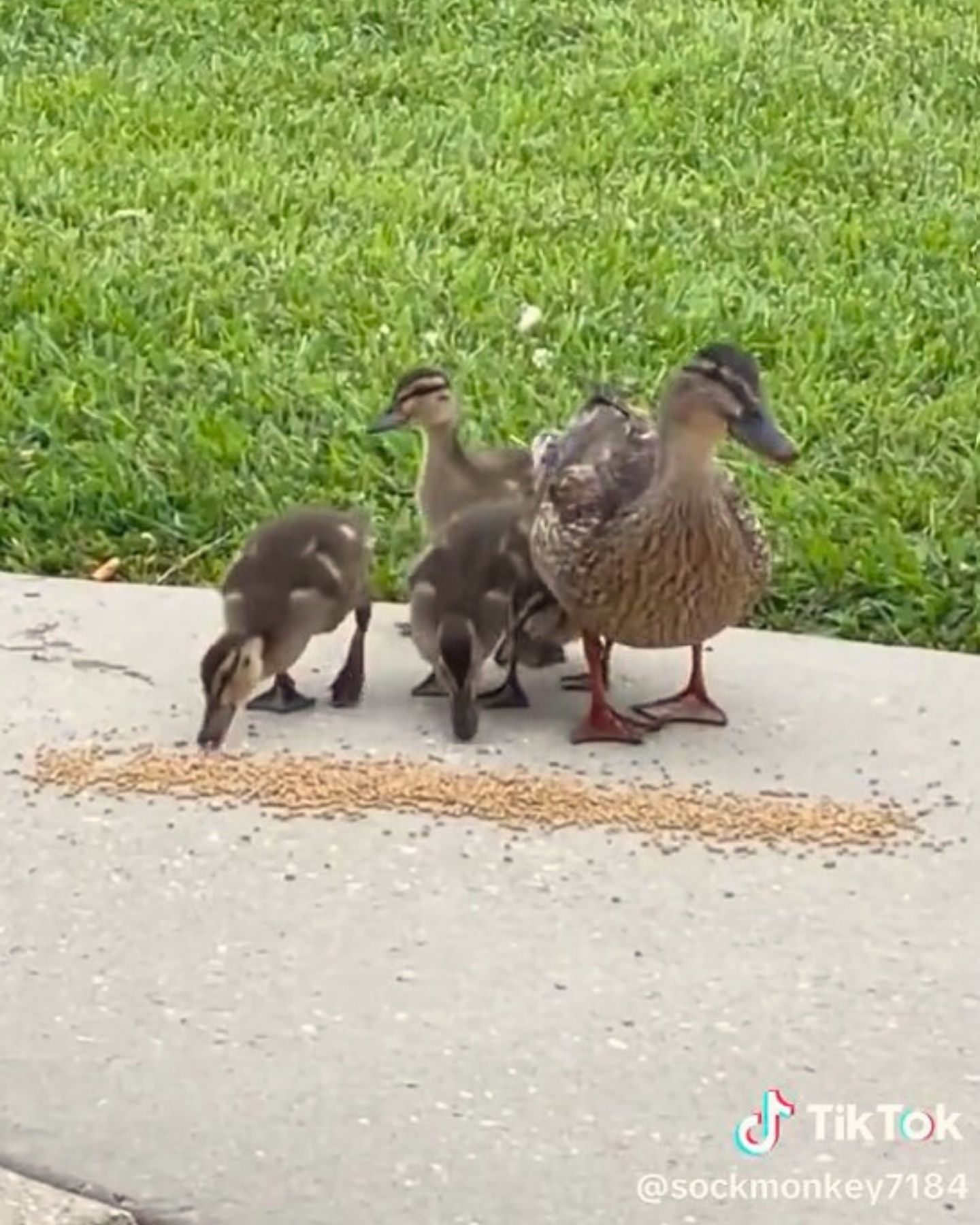 ducks eating