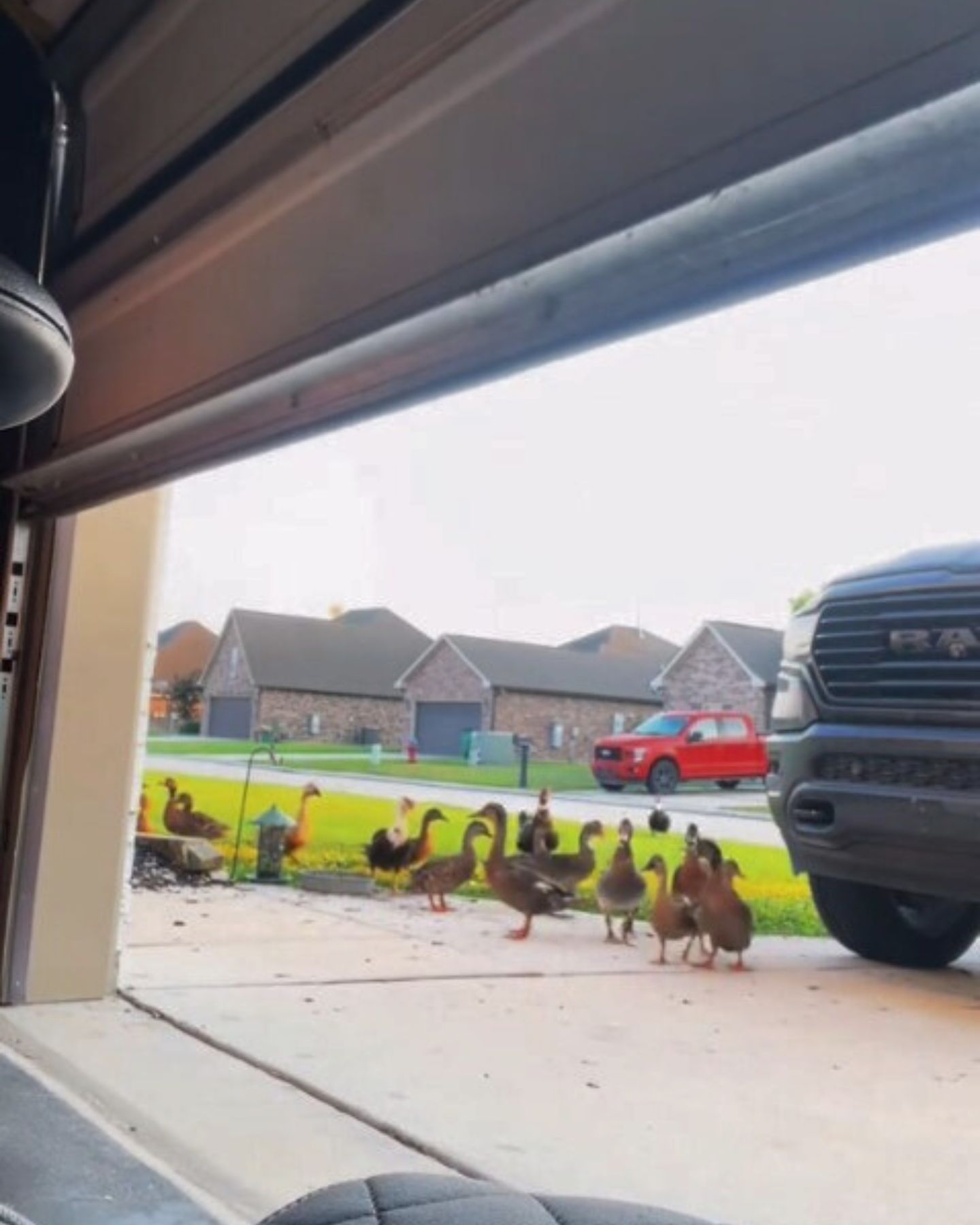 ducks in front of the house