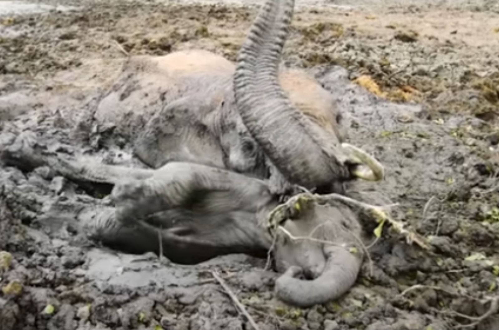 elephant and baby elephant in mud