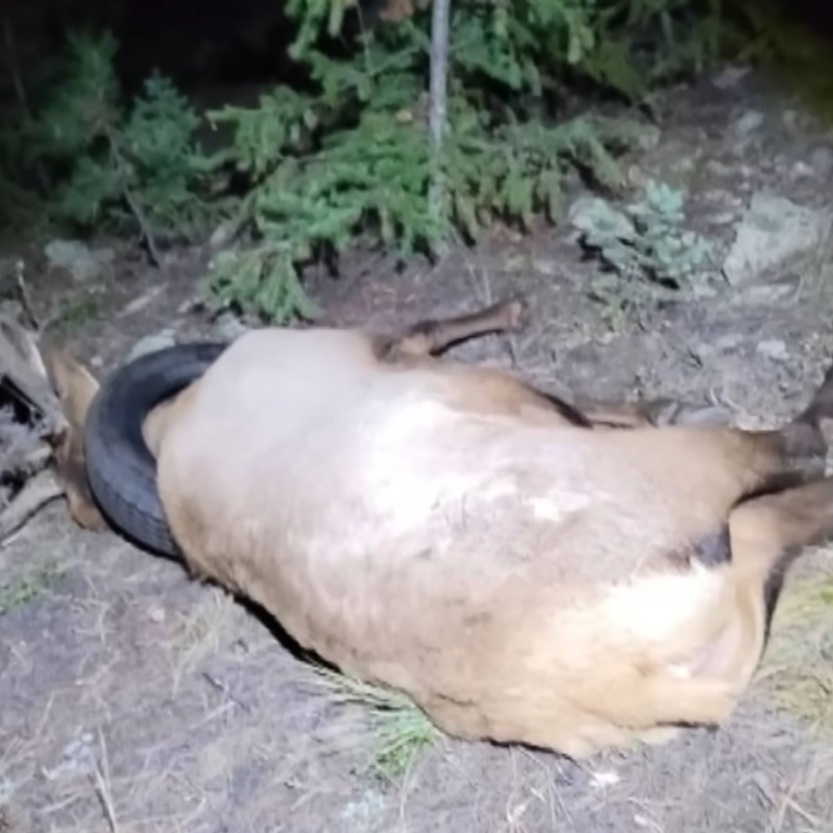 elk lying on the ground