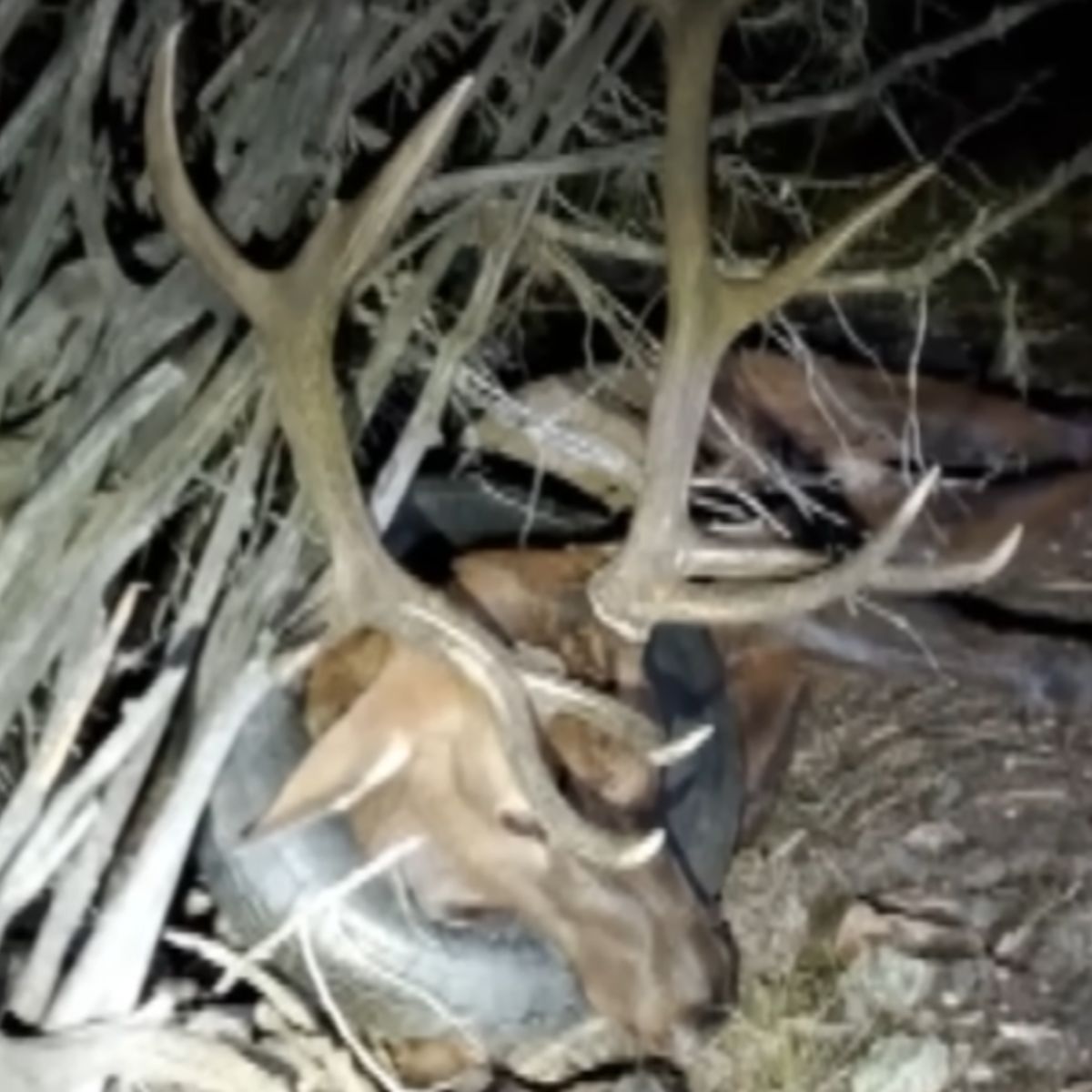 elk lying with a tire