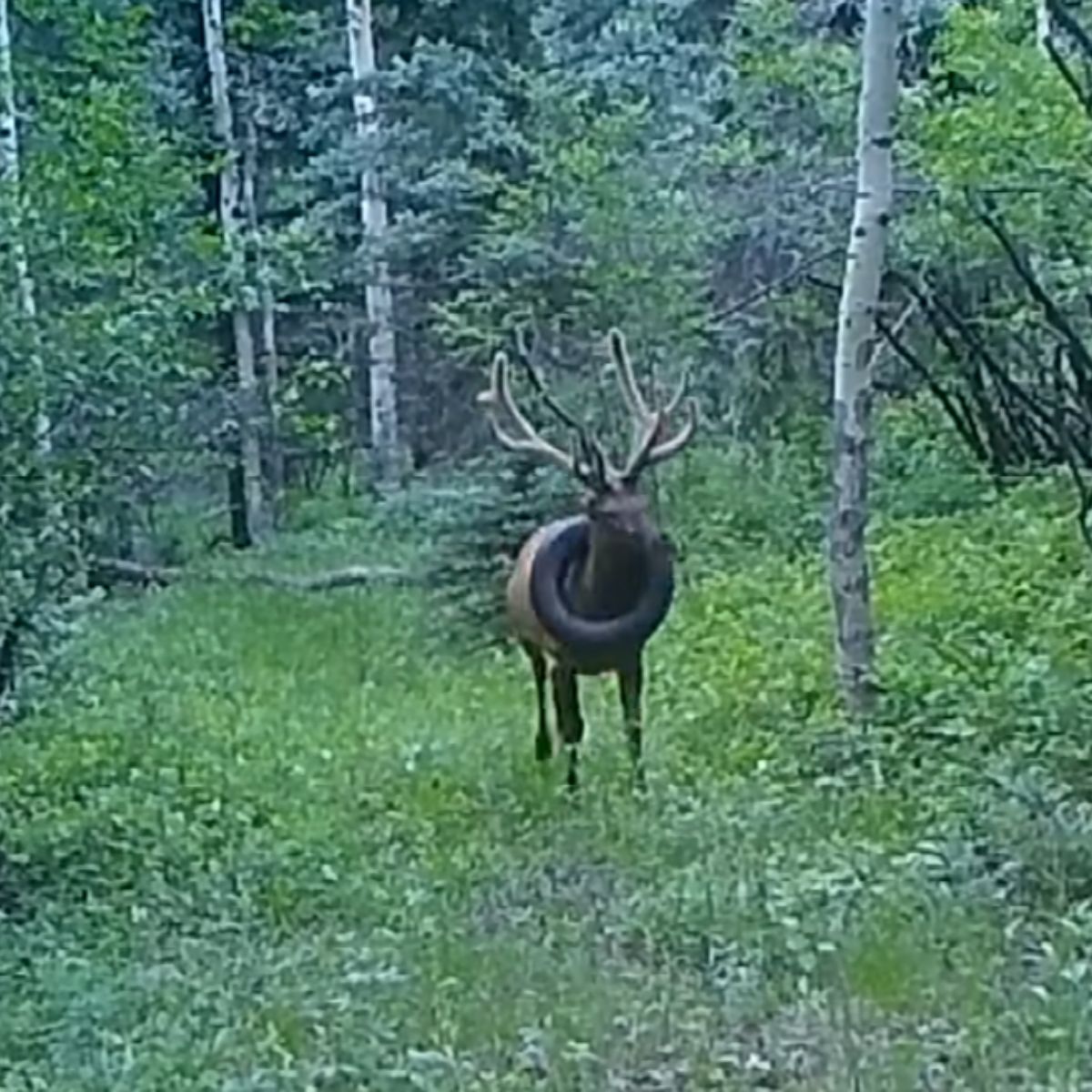 elk wearing a tire