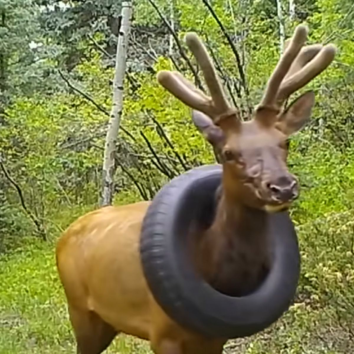 elk with tire around his neck