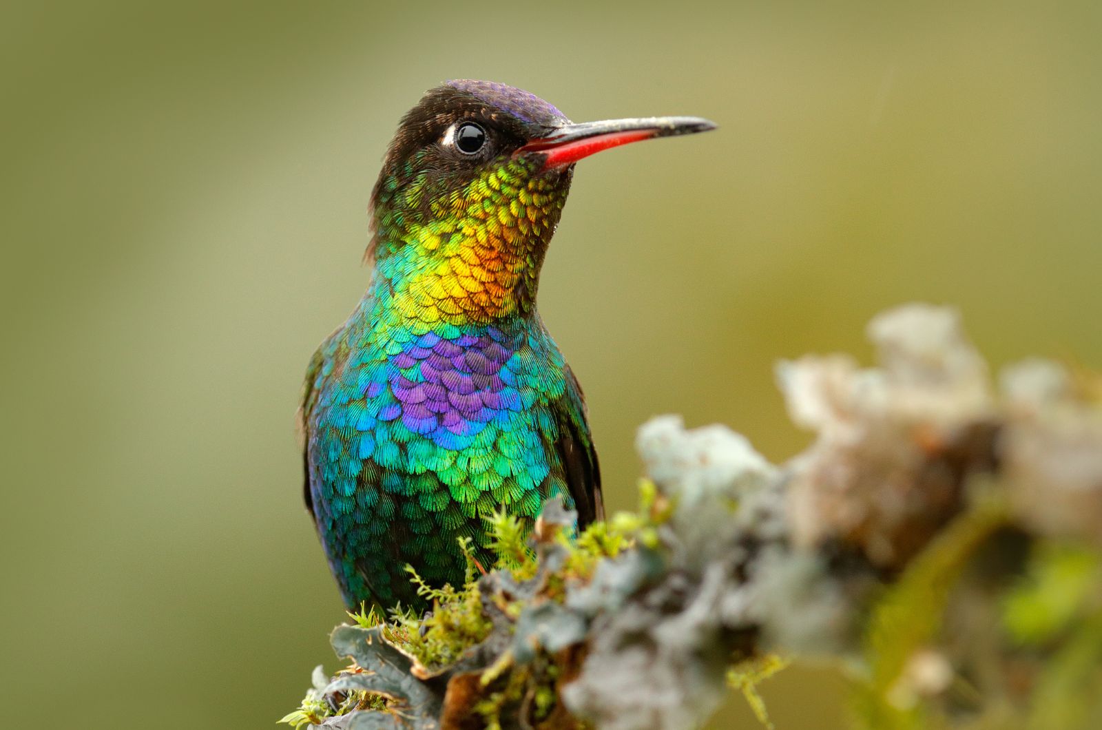 fiery hummingbird on flower