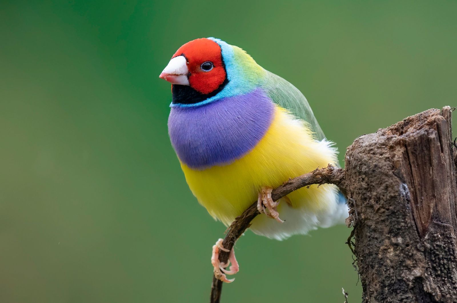 finch bird perching on tree