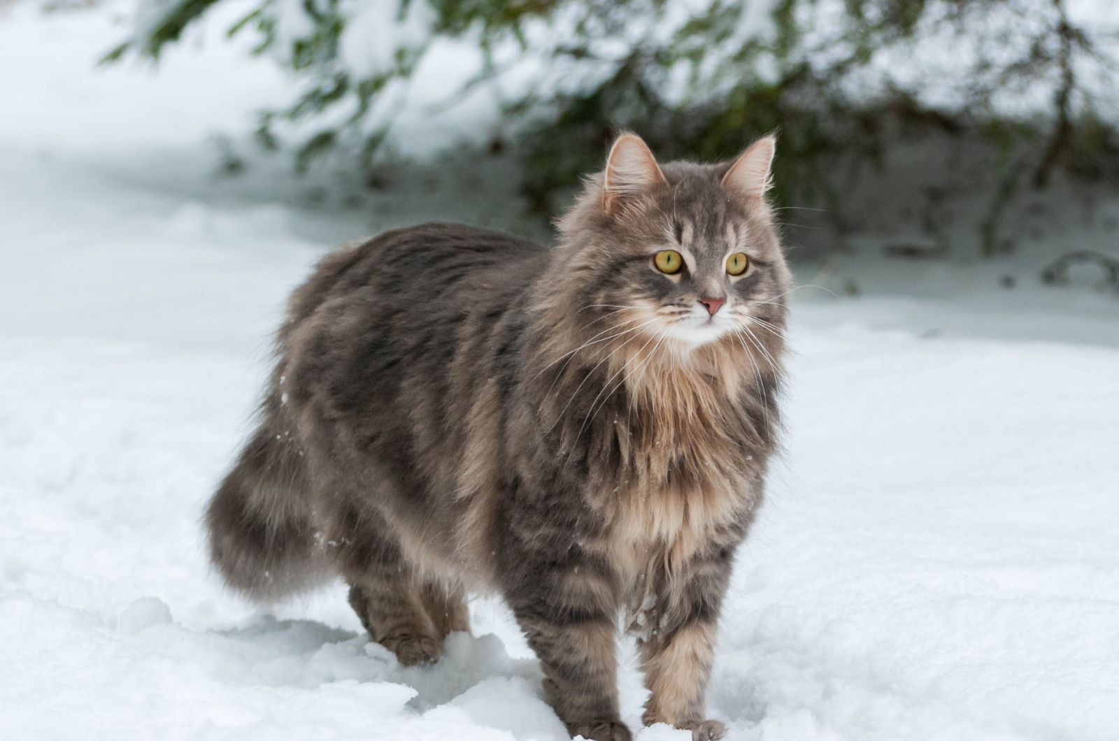 fluffy cat in snow