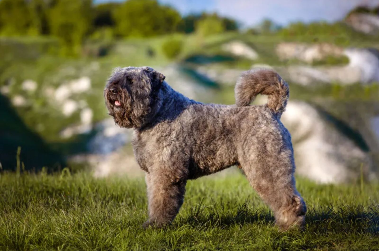 fluffy dog in mountain