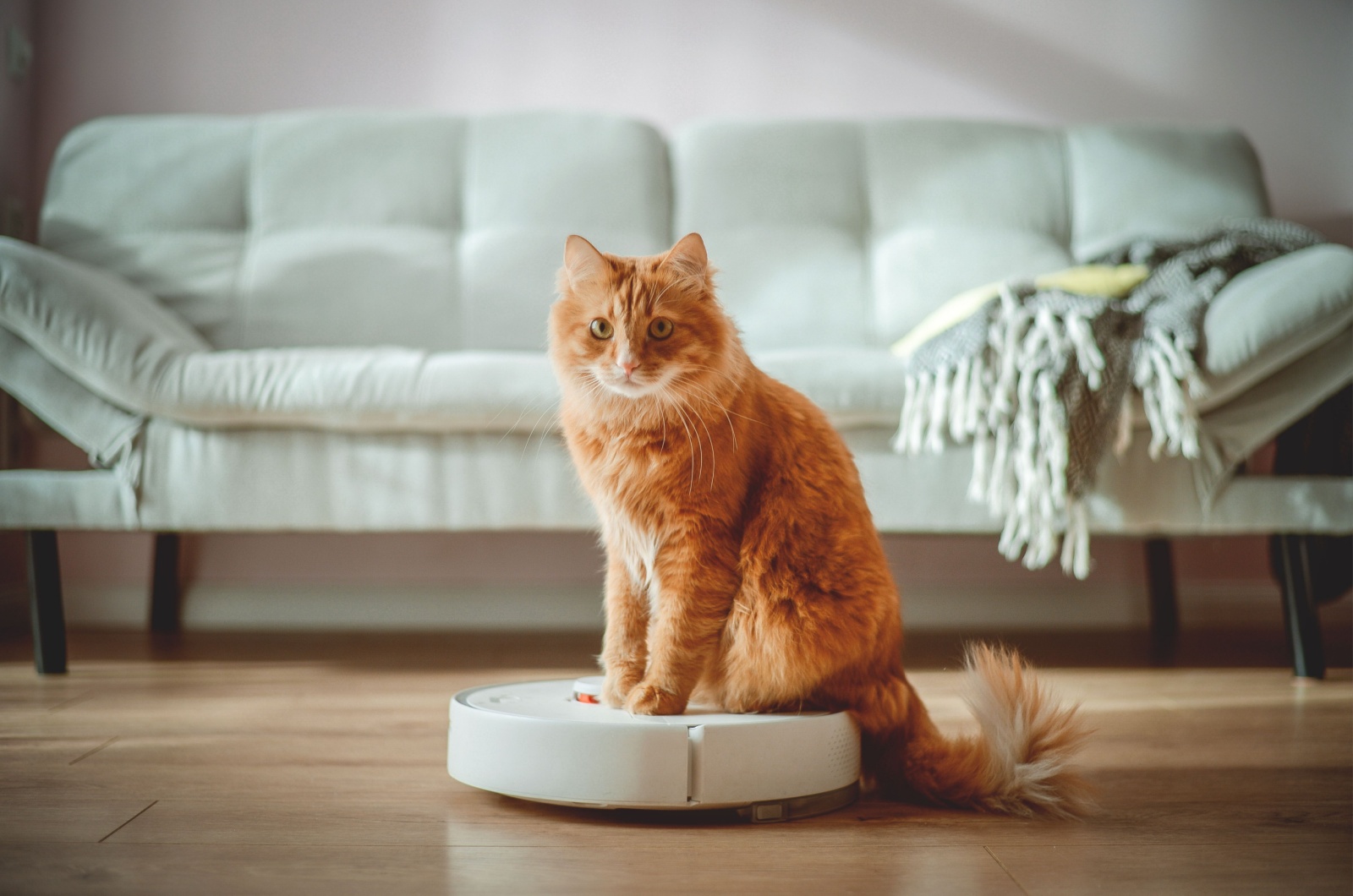 fluffy ginger cat