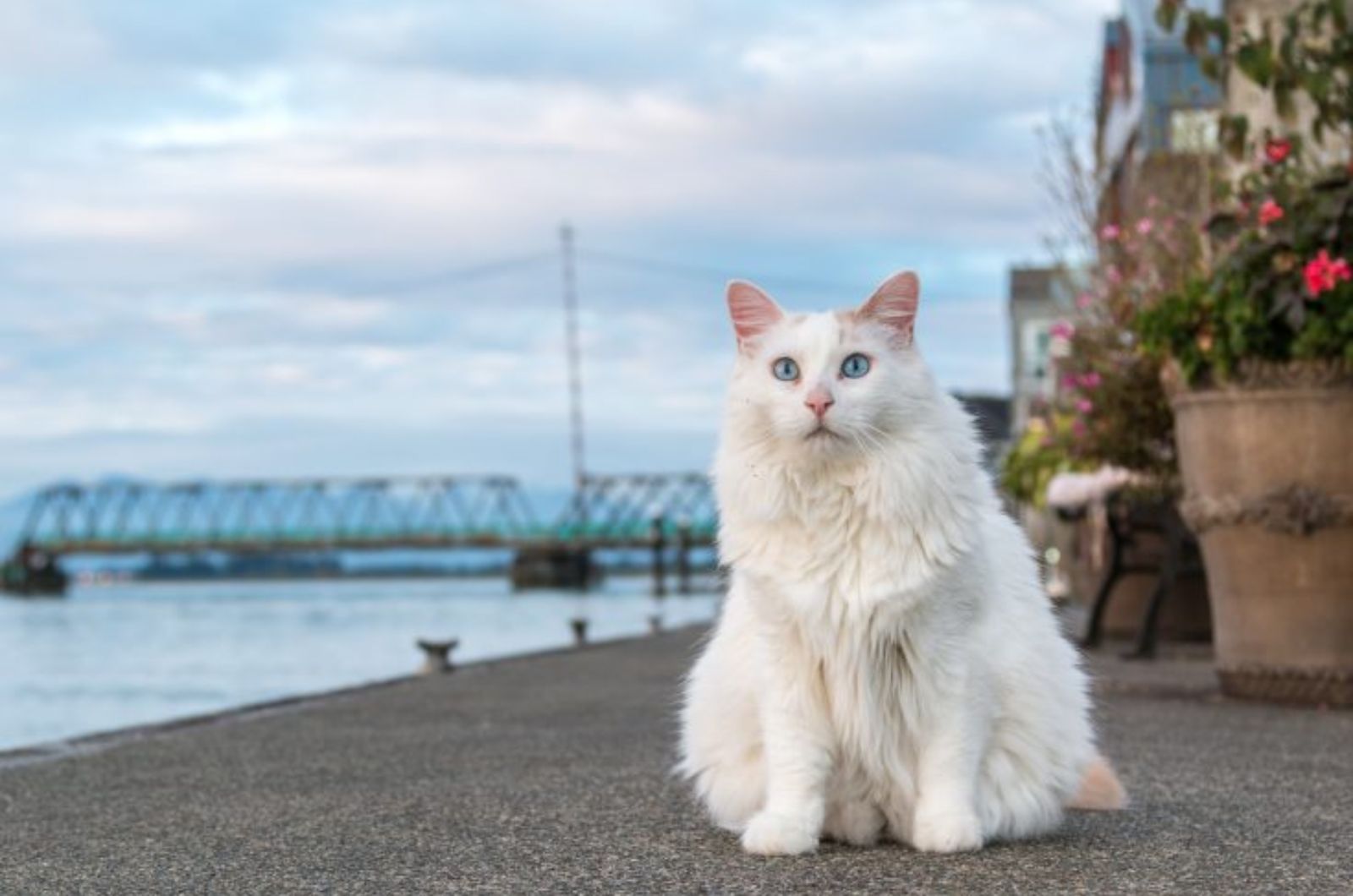 fluffy white cat