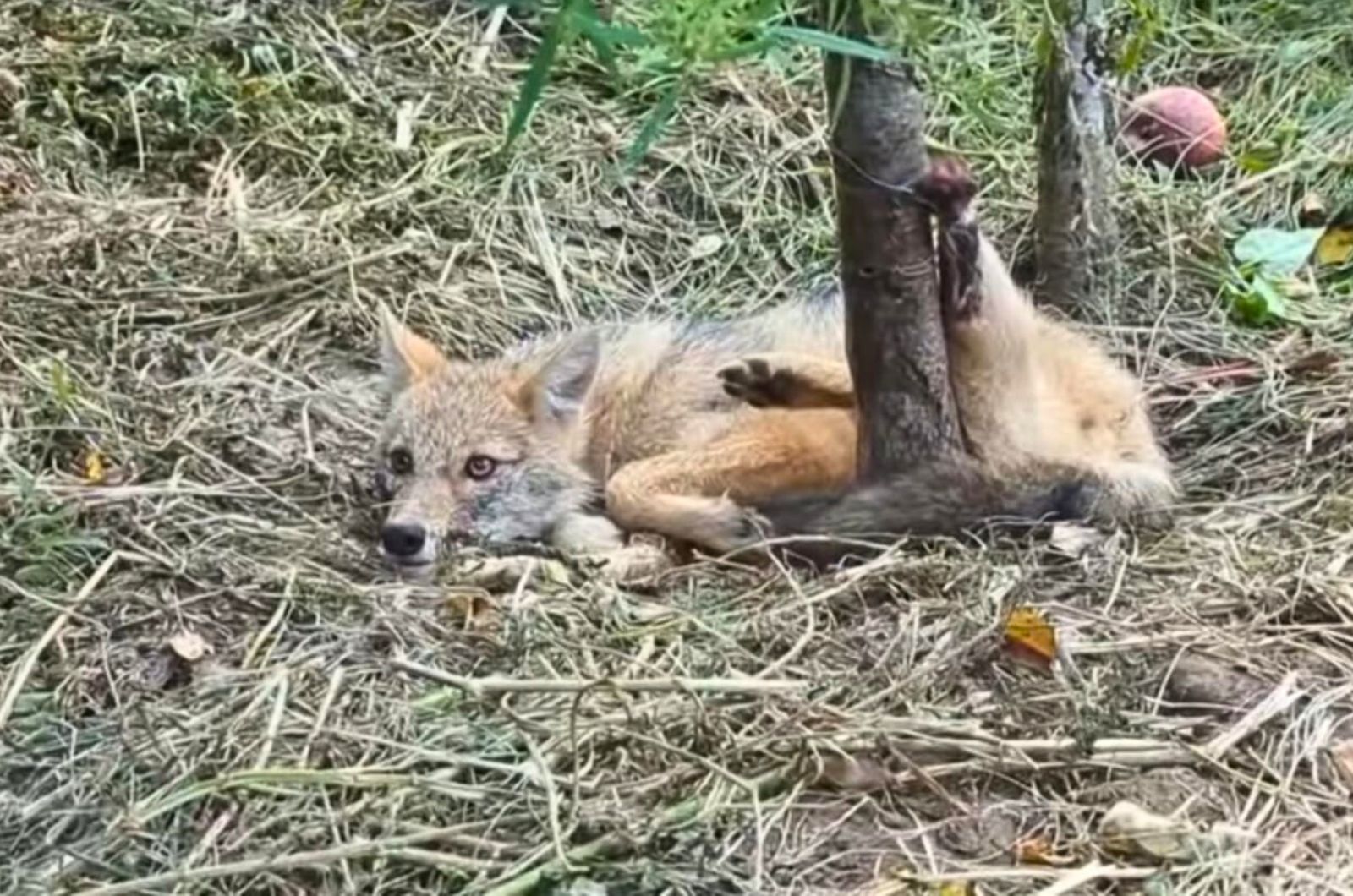 fox caught in wire trap