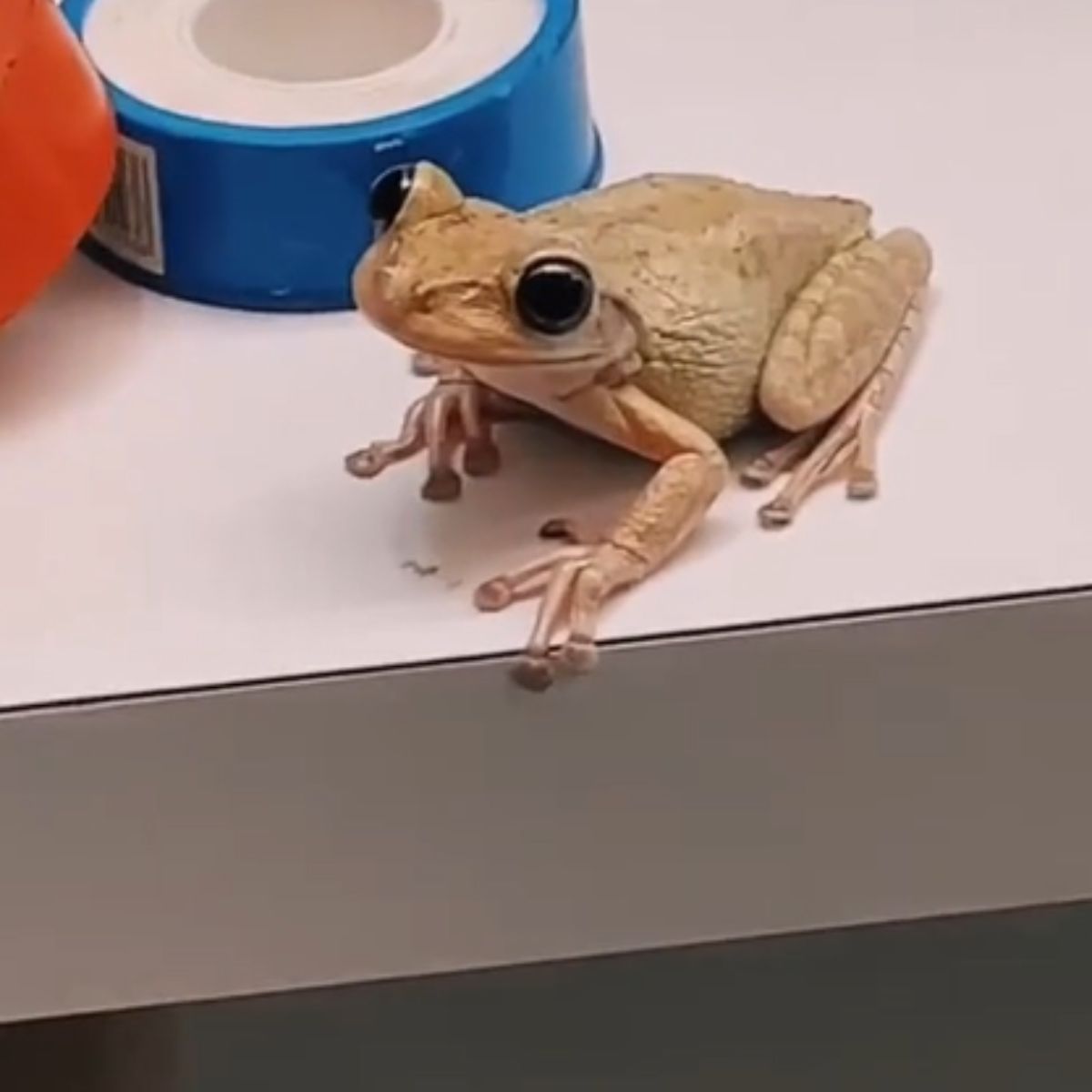 frog on table