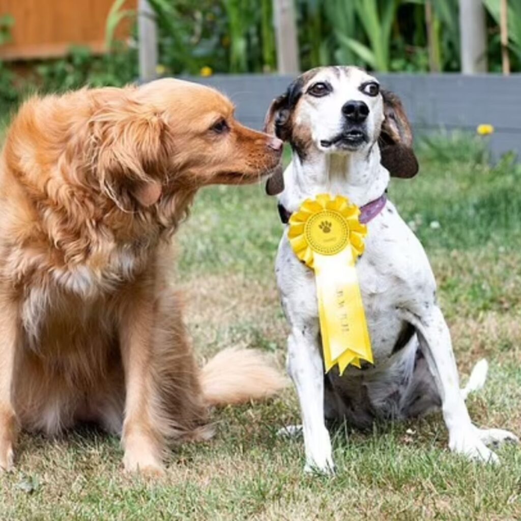 german shepherd sniffs beagle