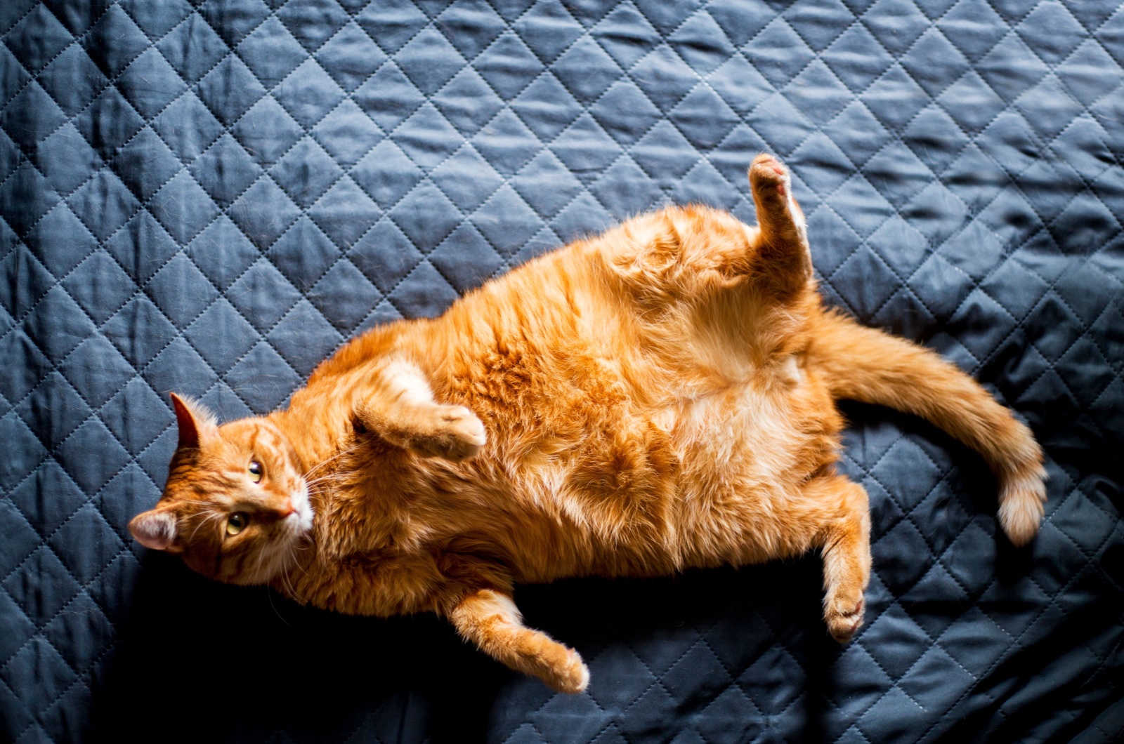 ginger cat on bed