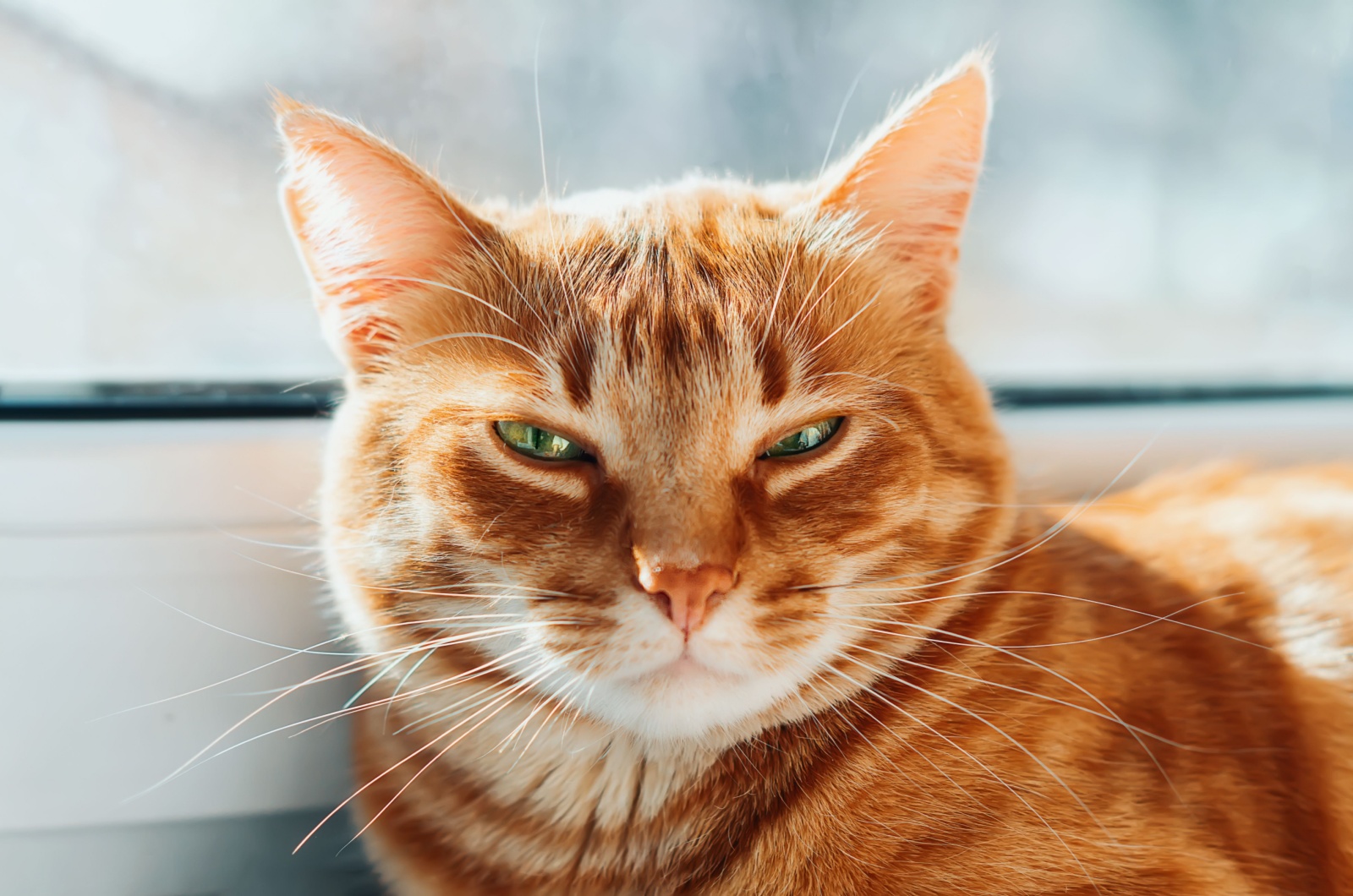 ginger cat portraits