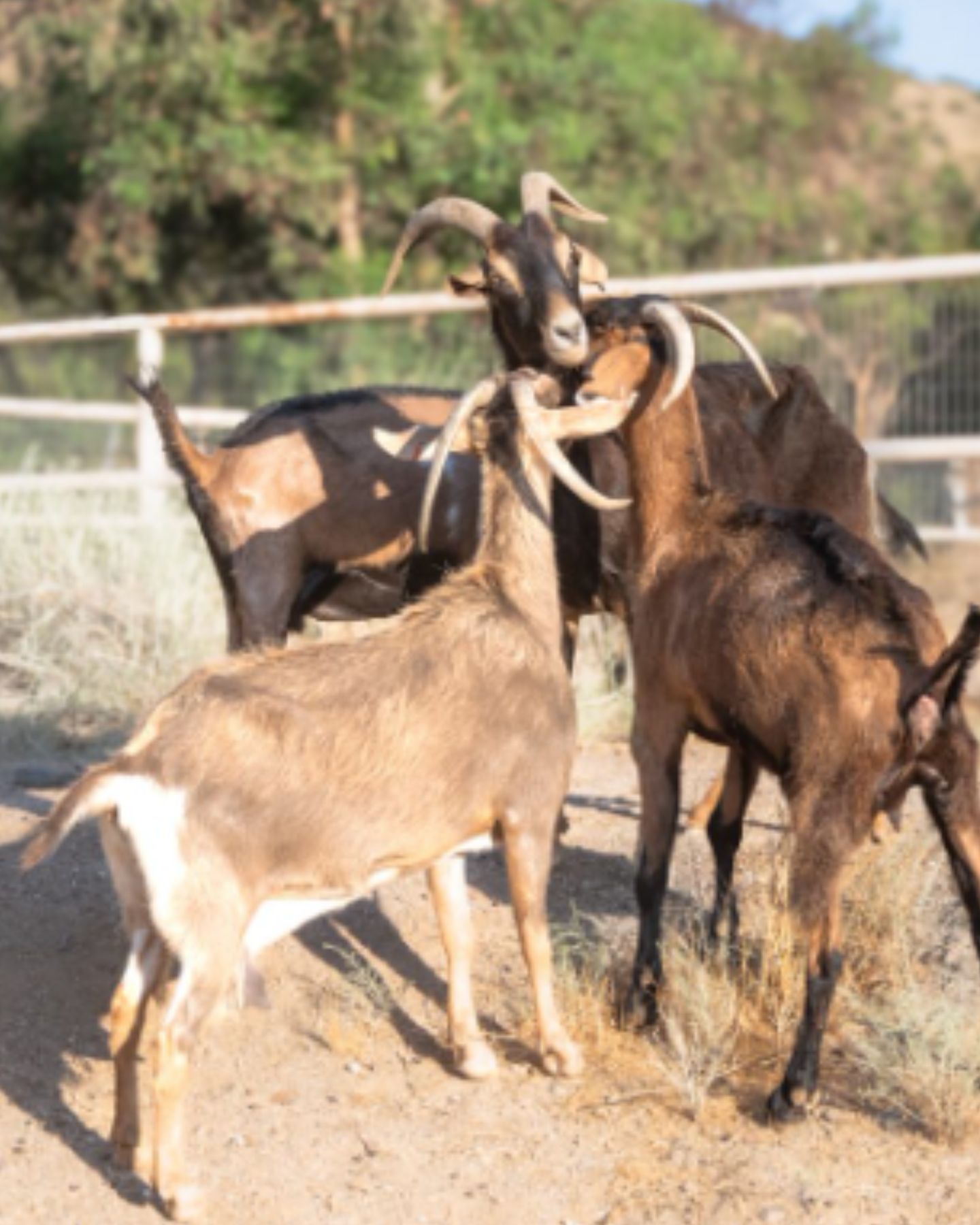 goats outdoor