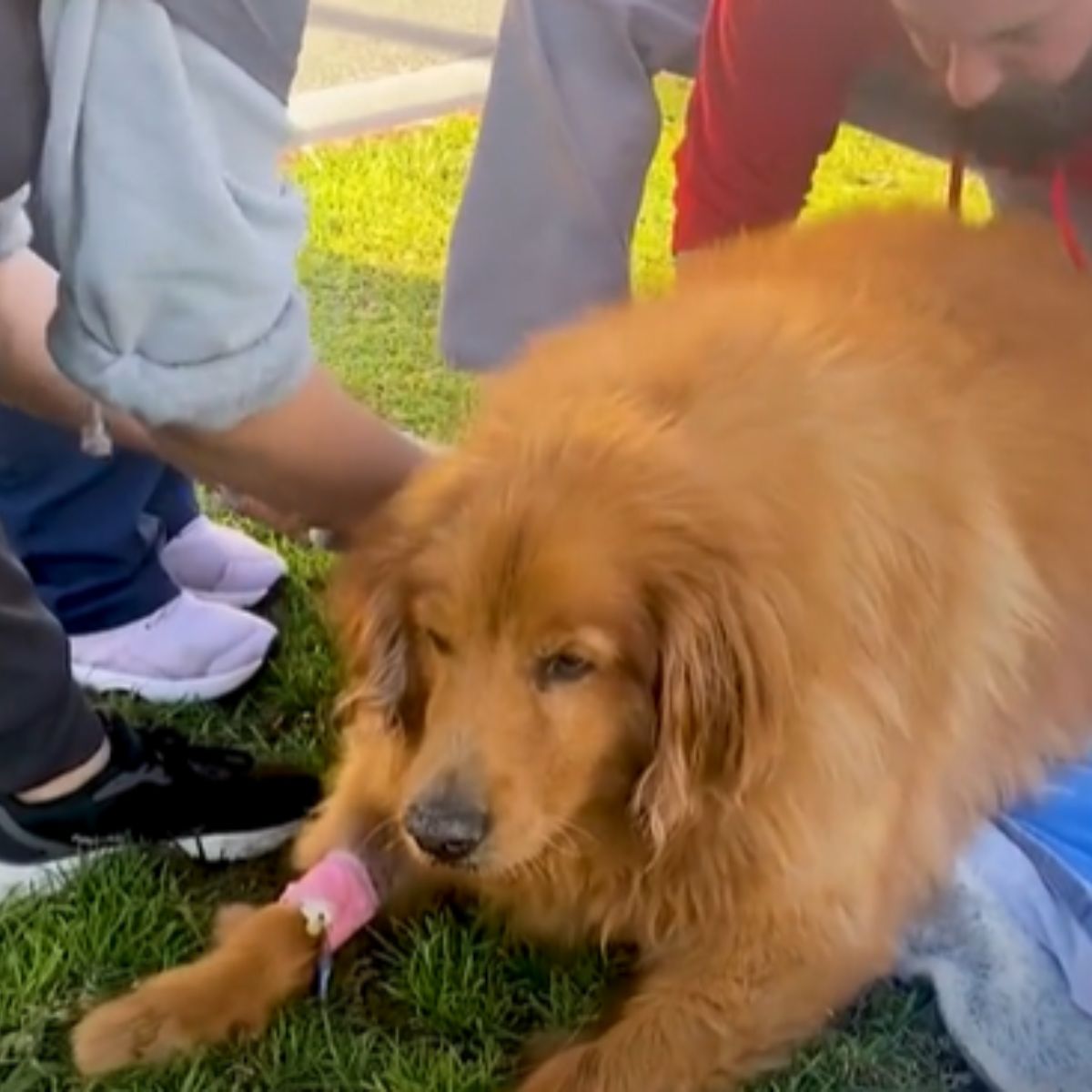 golden retriever unable to walk