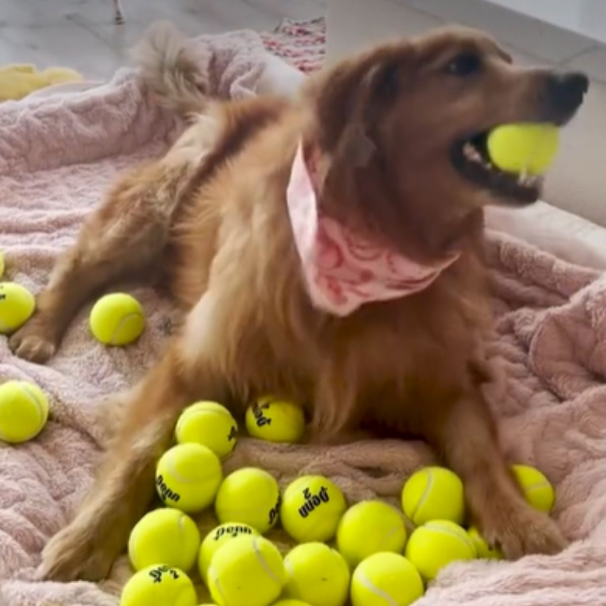 golden retriever with a pile of tennis balls